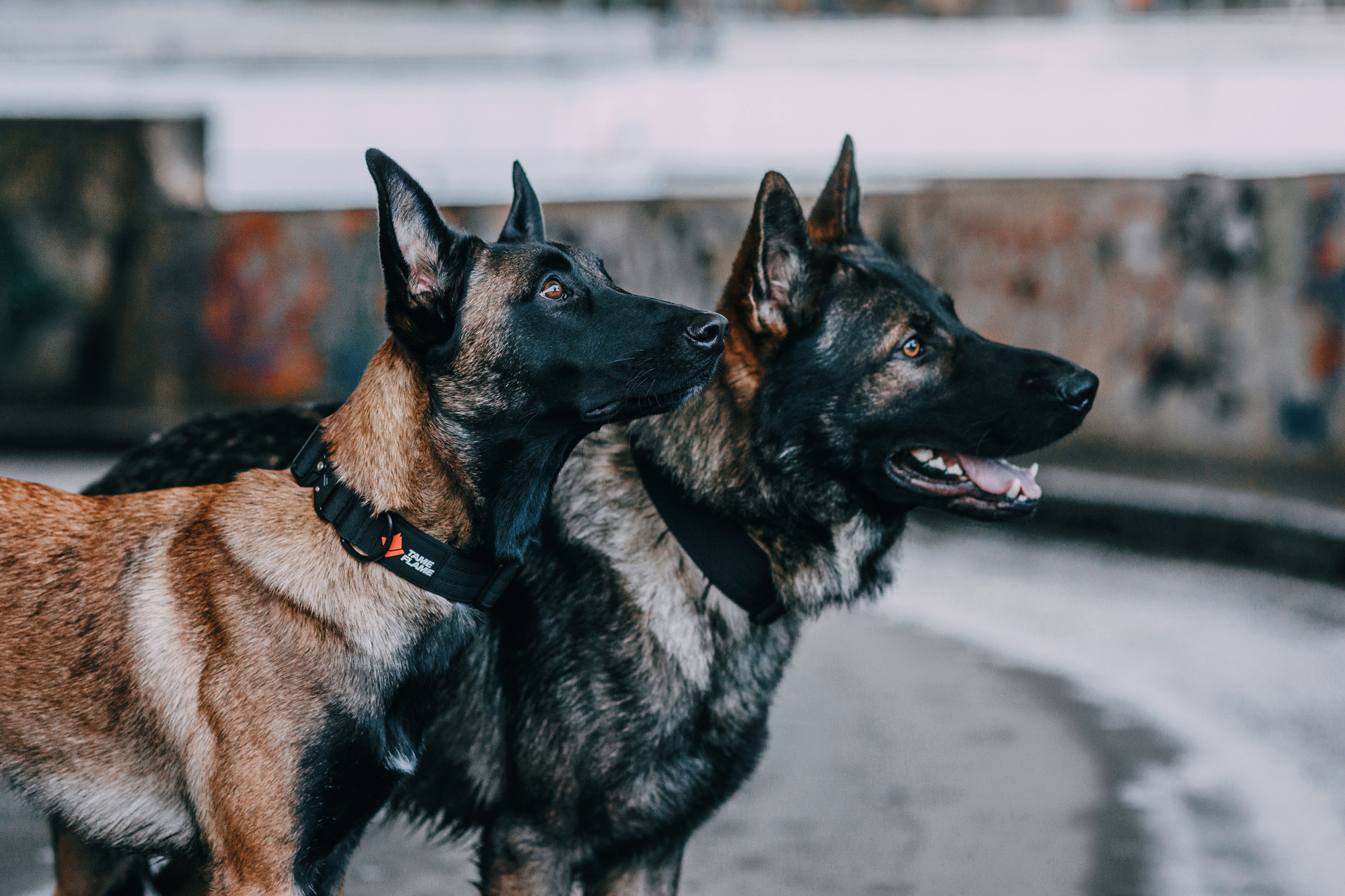 Ошейники Tame flame. Фотограф-анималист Елена Радченко, Москва