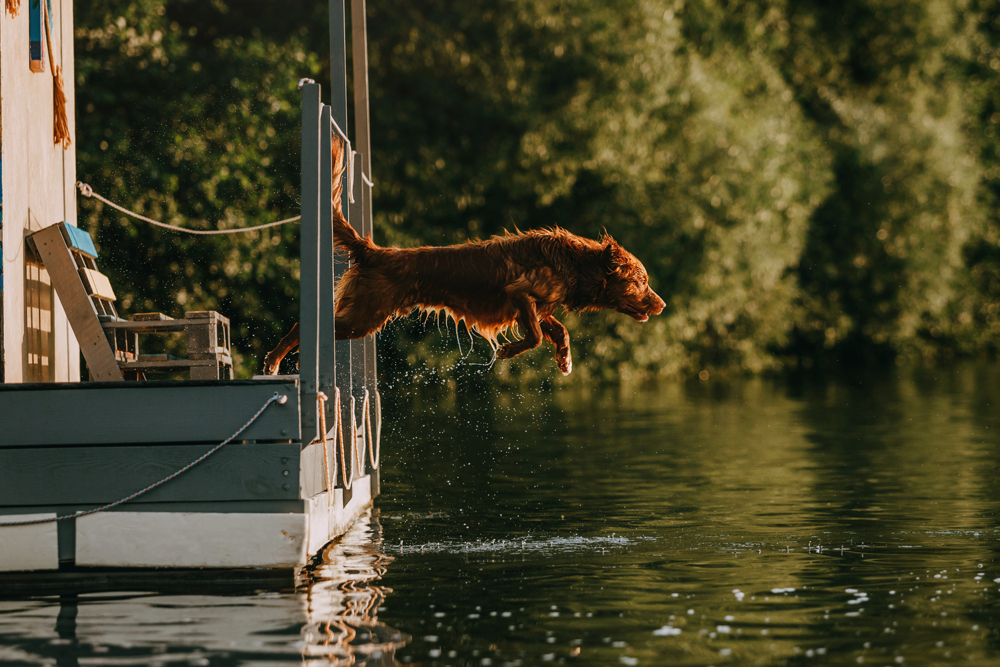 Бублик. Фотограф-анималист Елена Радченко, Москва