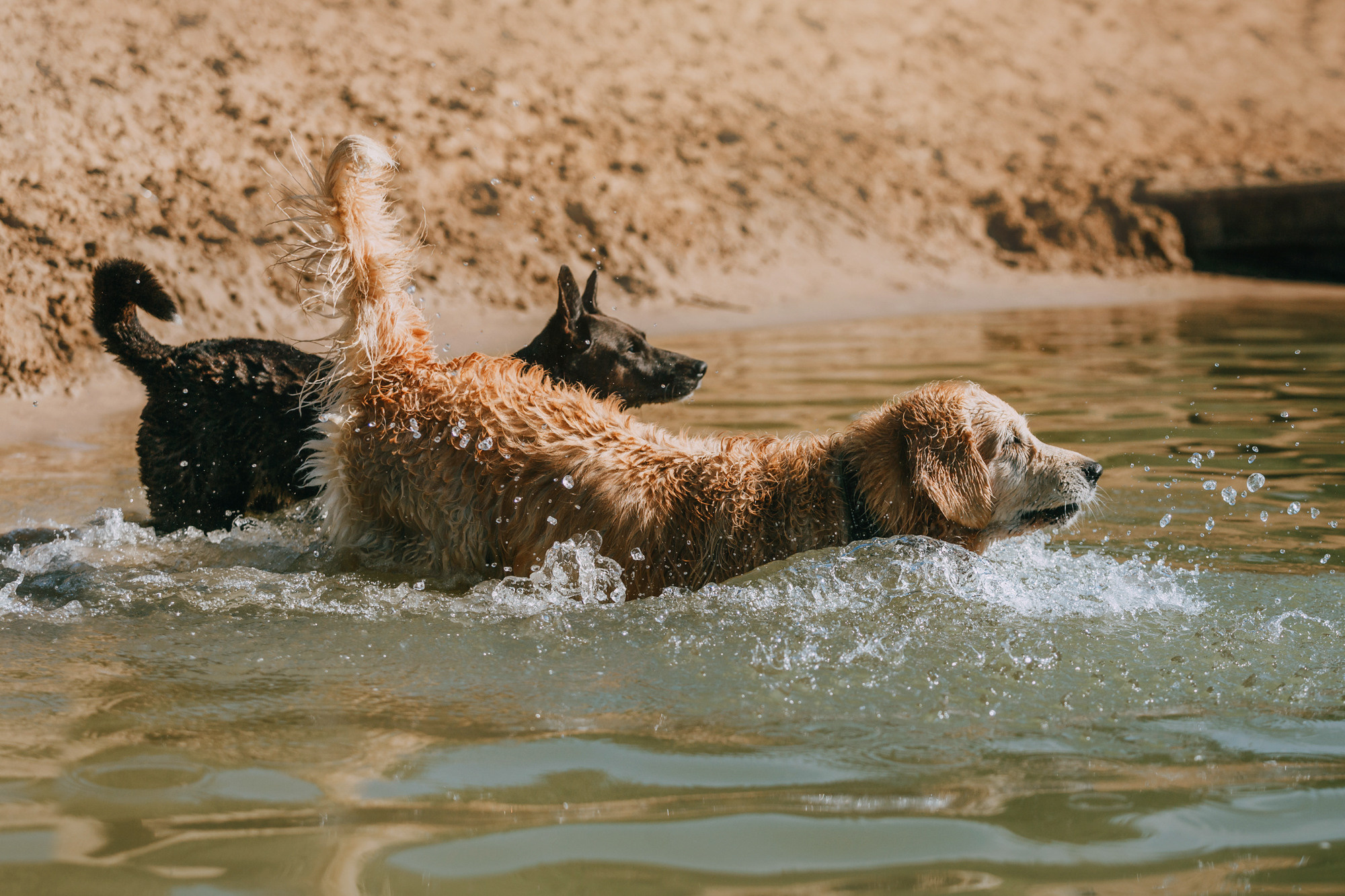 Бэлла и Альма. Фотограф-анималист Елена Радченко, Москва