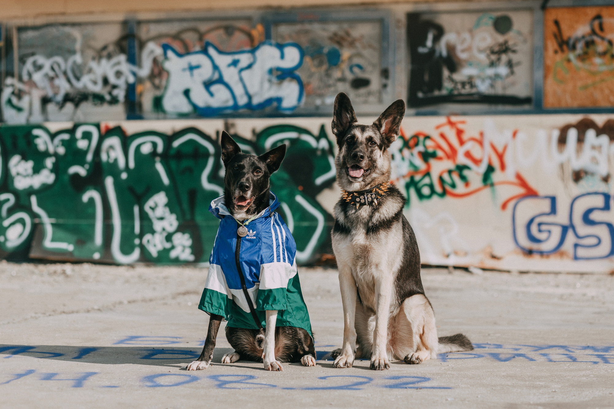 Элина, Слава, Байкал и Аксель. Фотограф-анималист Елена Радченко, Москва