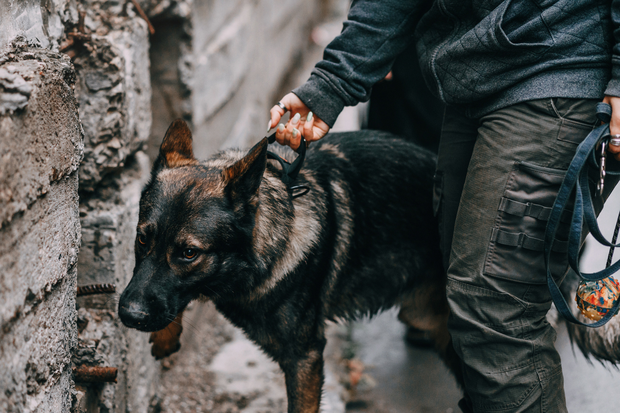 Ошейники Tame flame. Фотограф-анималист Елена Радченко, Москва