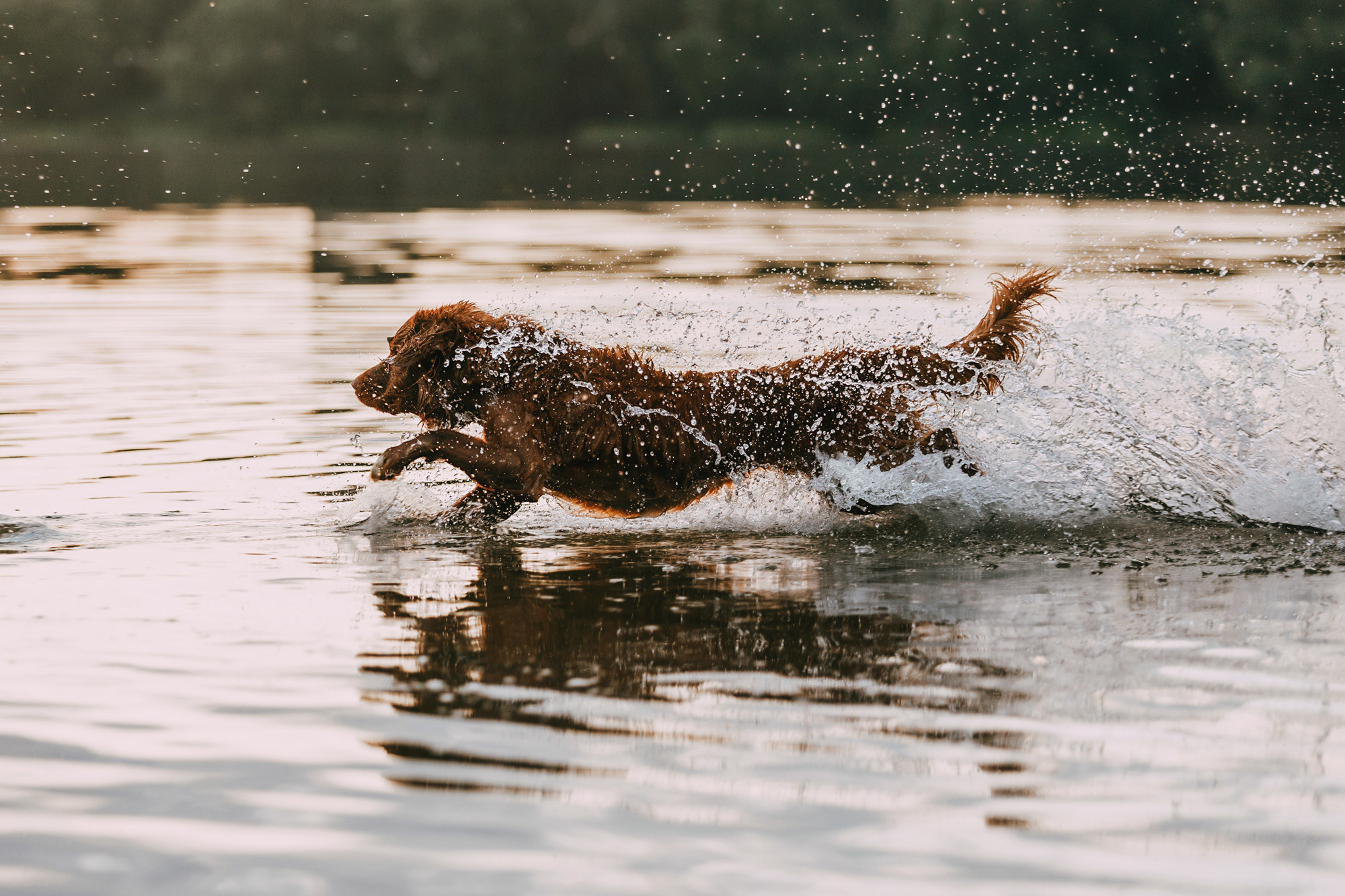 Бублик. Фотограф-анималист Елена Радченко, Москва