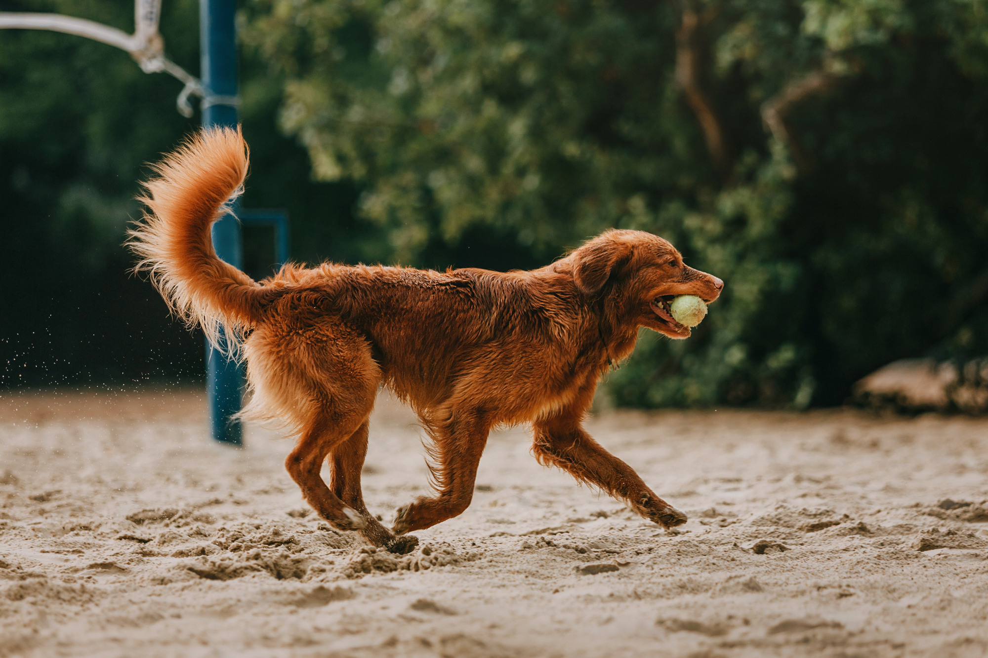 Бублик. Фотограф-анималист Елена Радченко, Москва