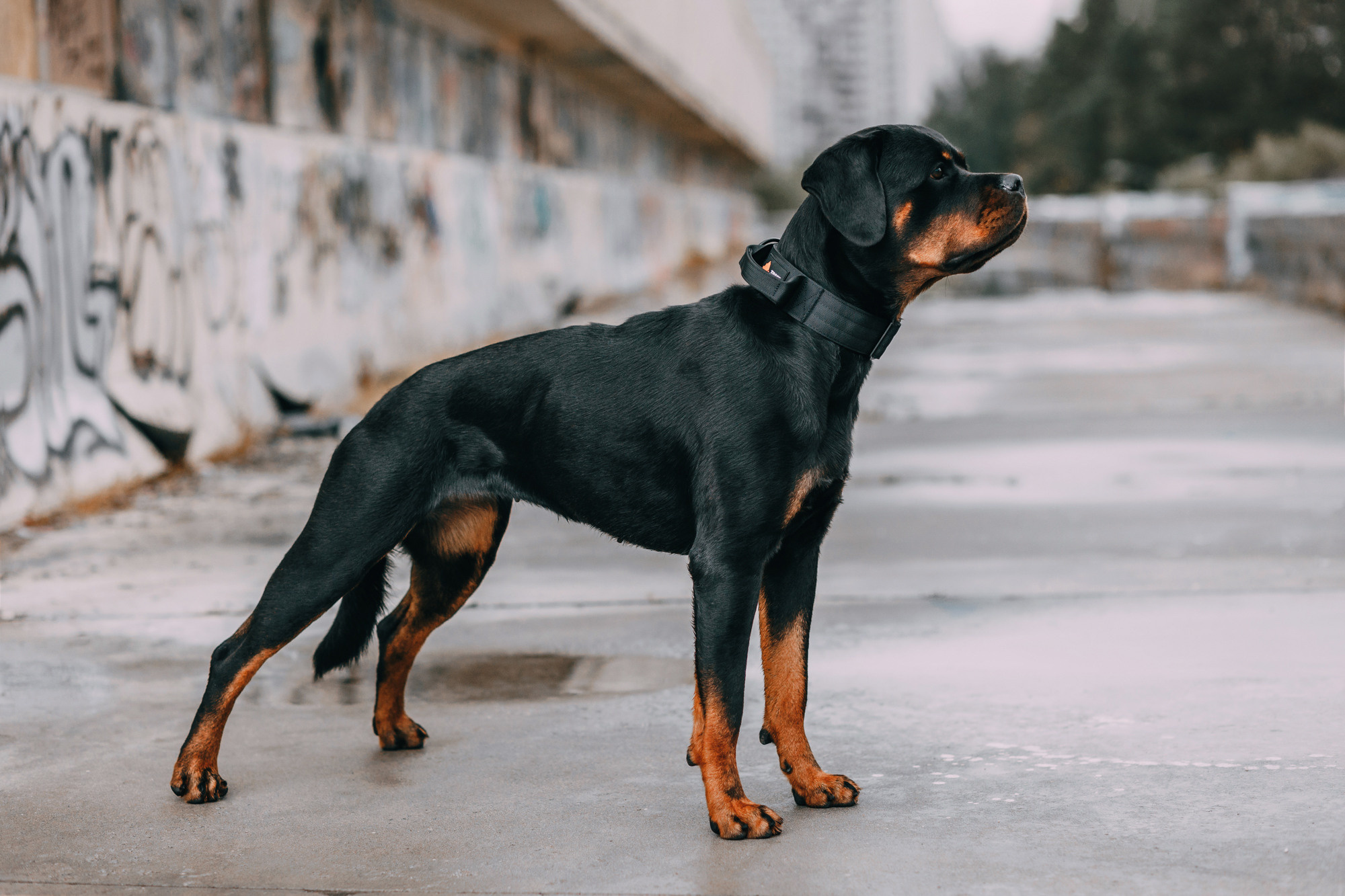 Ошейники Tame flame. Фотограф-анималист Елена Радченко, Москва