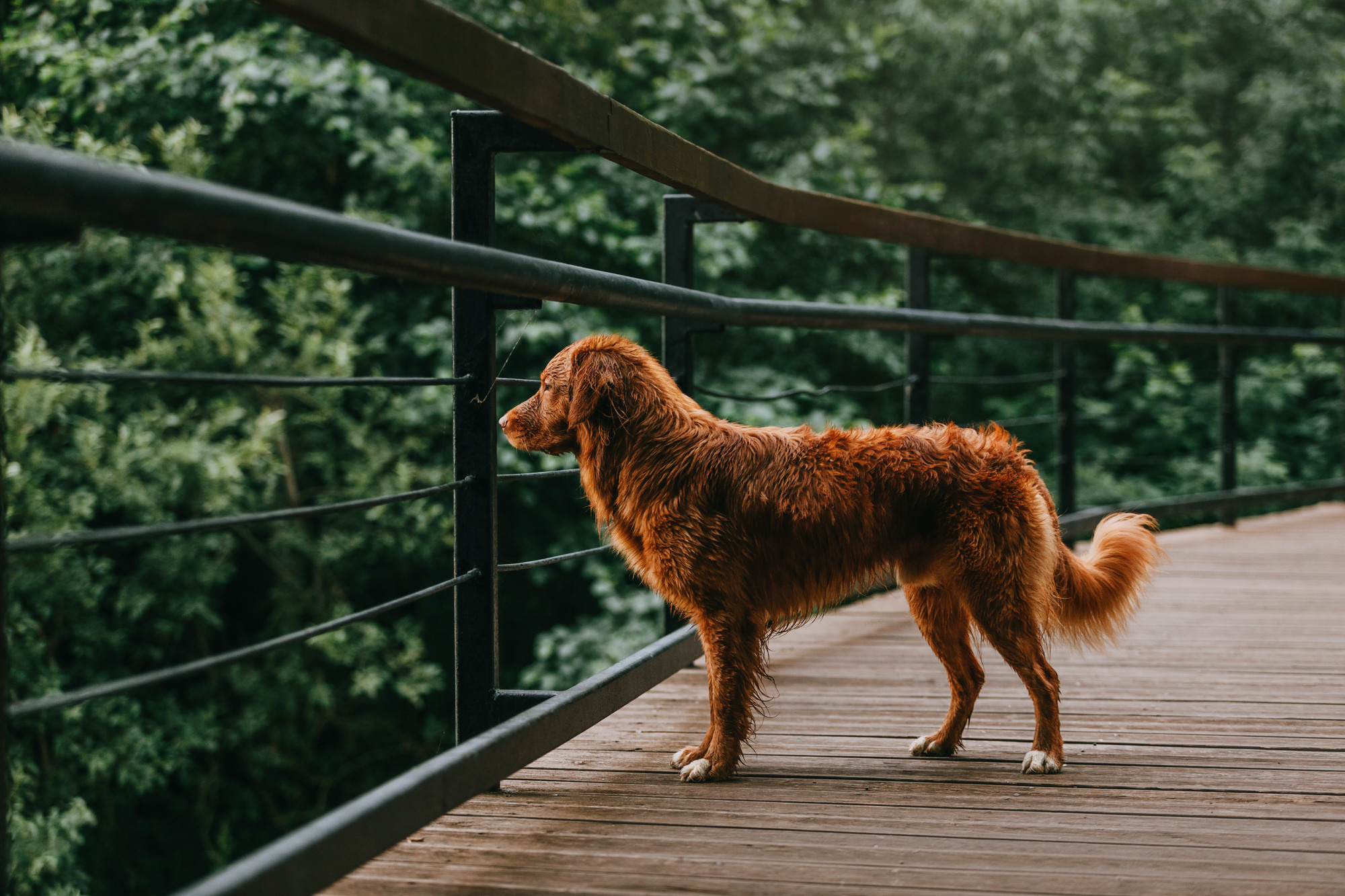 Бублик. Фотограф-анималист Елена Радченко, Москва