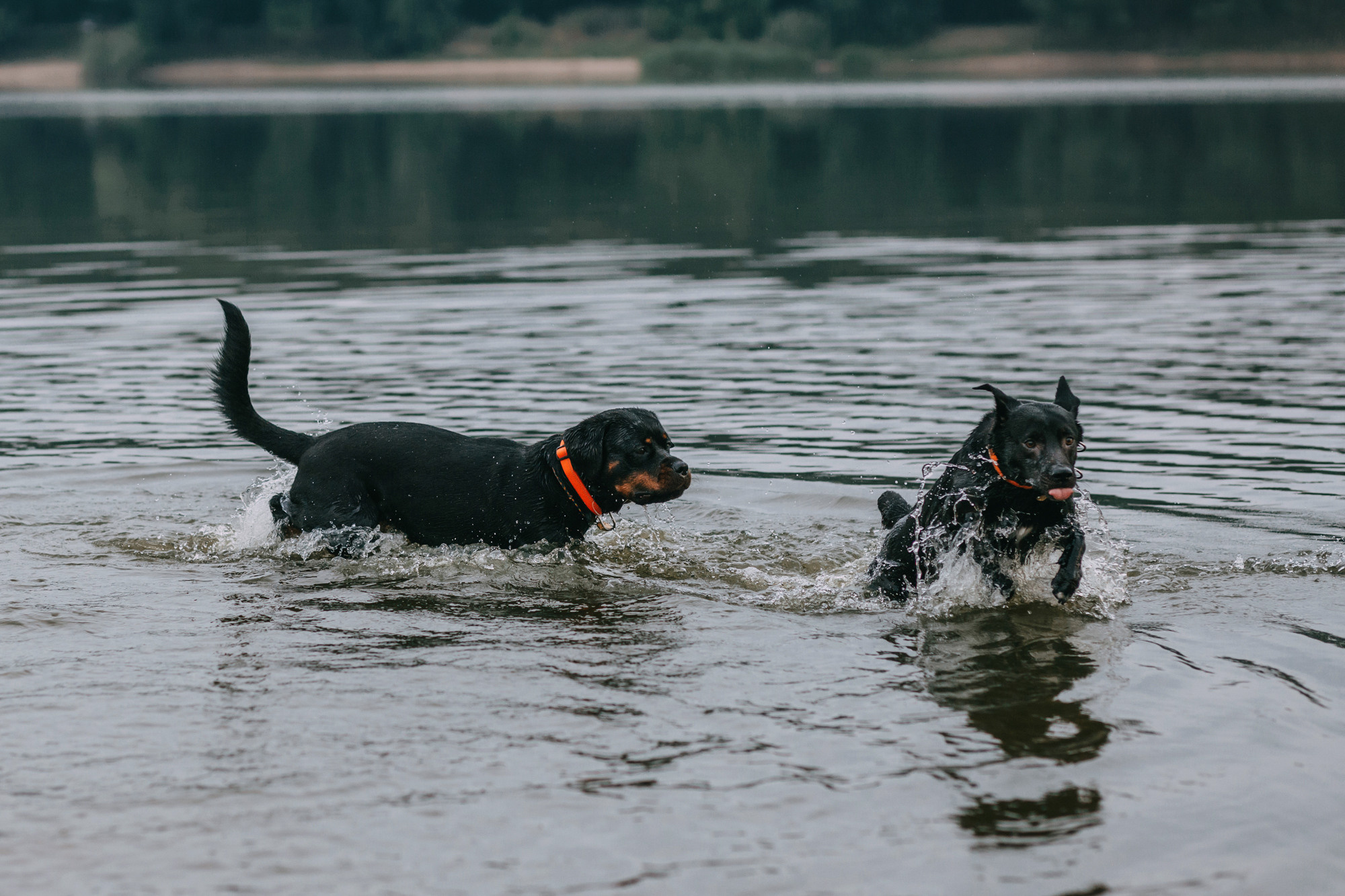 Виктория, Финн и Ливи. Фотограф-анималист Елена Радченко, Москва