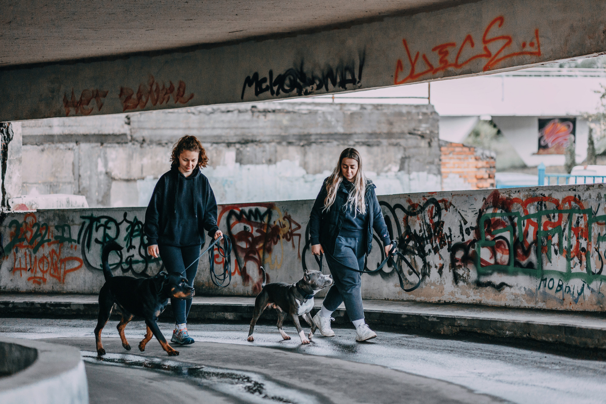 Ошейники Tame flame. Фотограф-анималист Елена Радченко, Москва