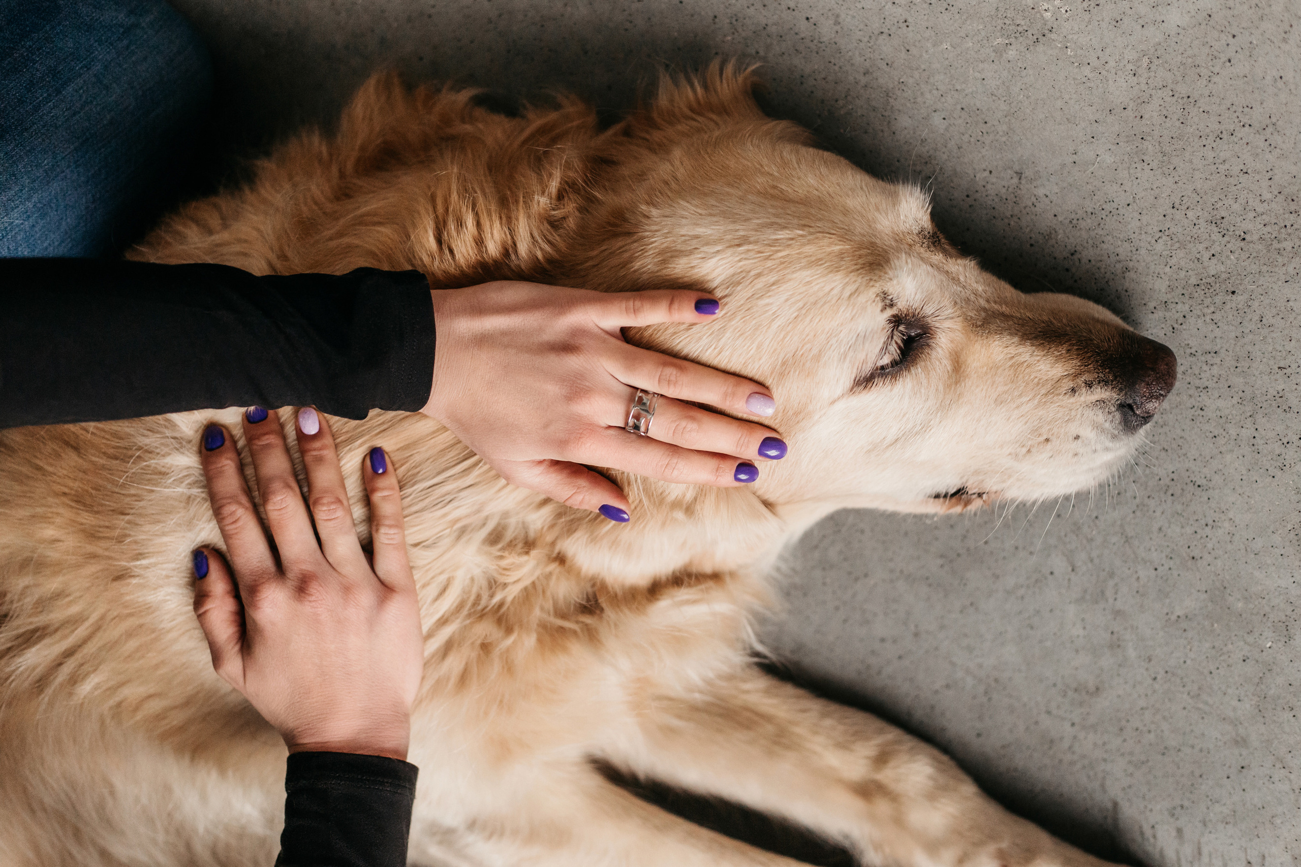 Украшения Diamond Animal. Фотограф-анималист Елена Радченко, Москва