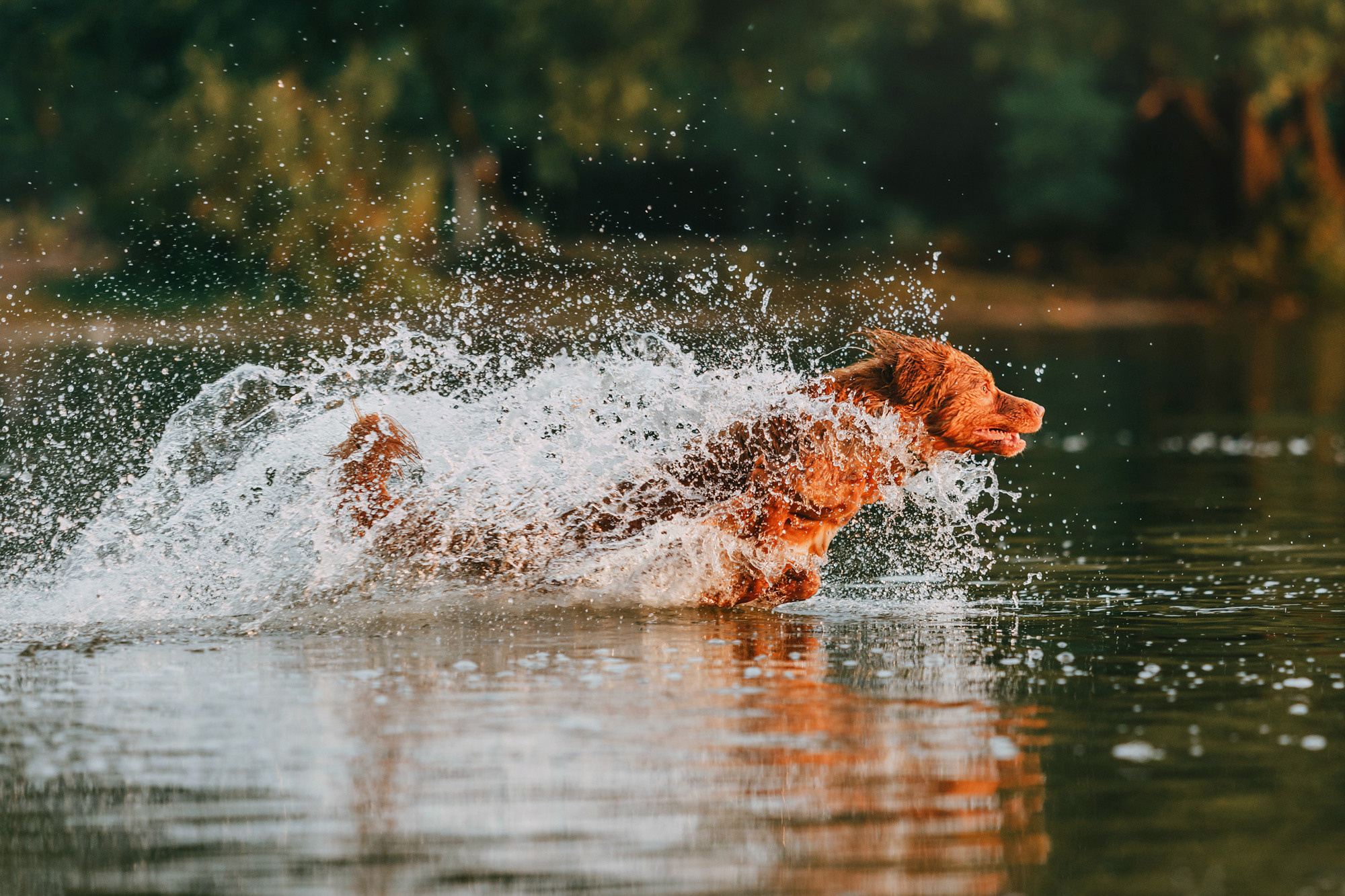 Бублик. Фотограф-анималист Елена Радченко, Москва