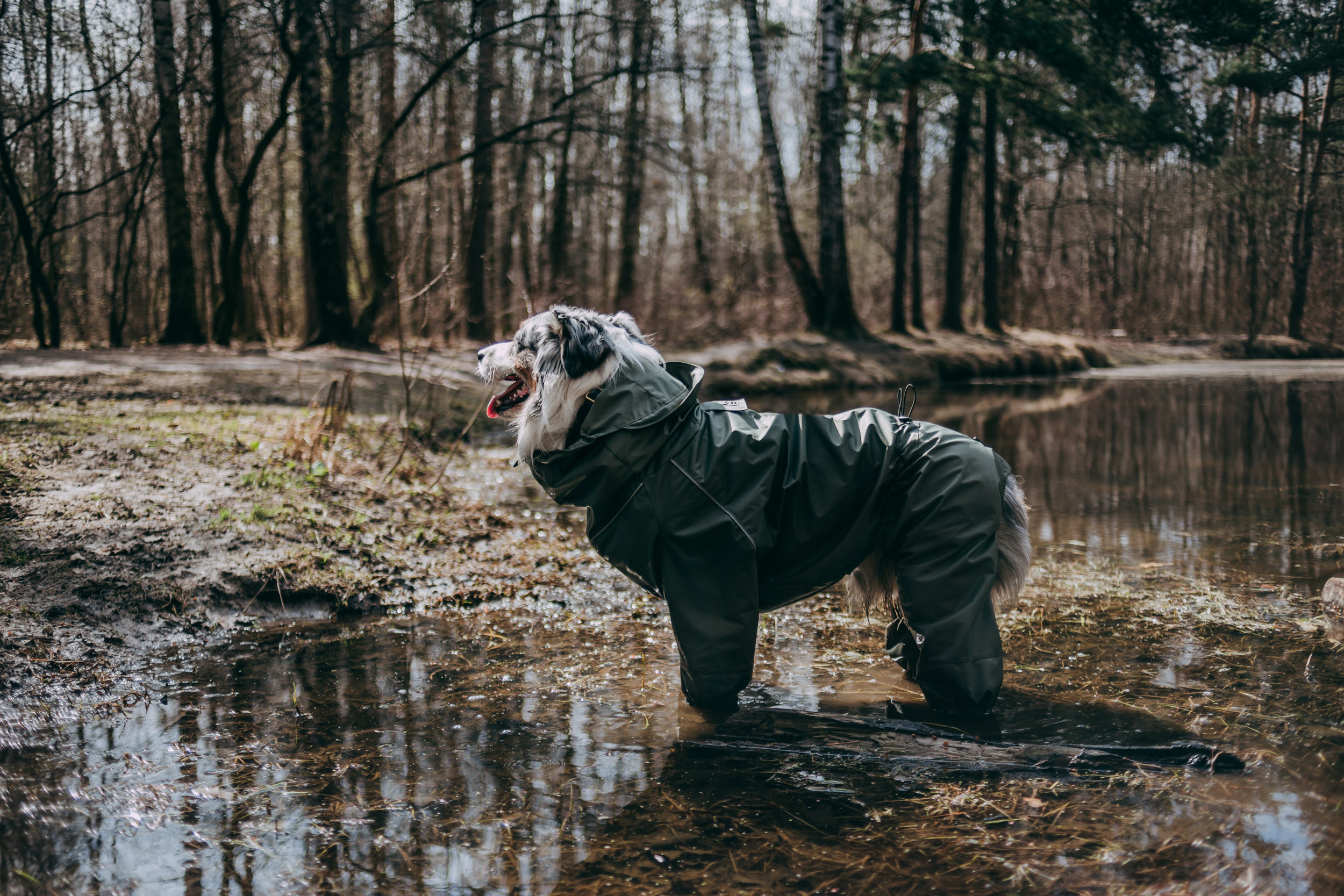 Мастерская Velva wears. Фотограф-анималист Елена Радченко, Москва