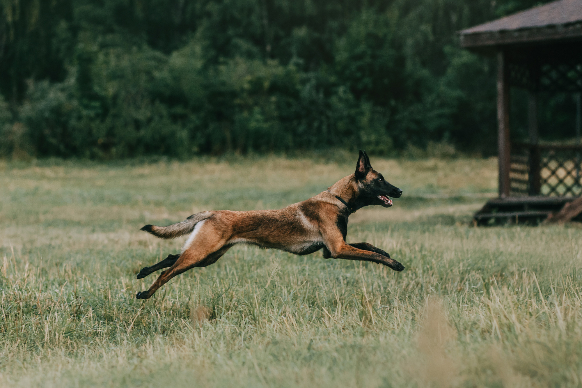 Полина и Ишка. Фотограф-анималист Елена Радченко, Москва