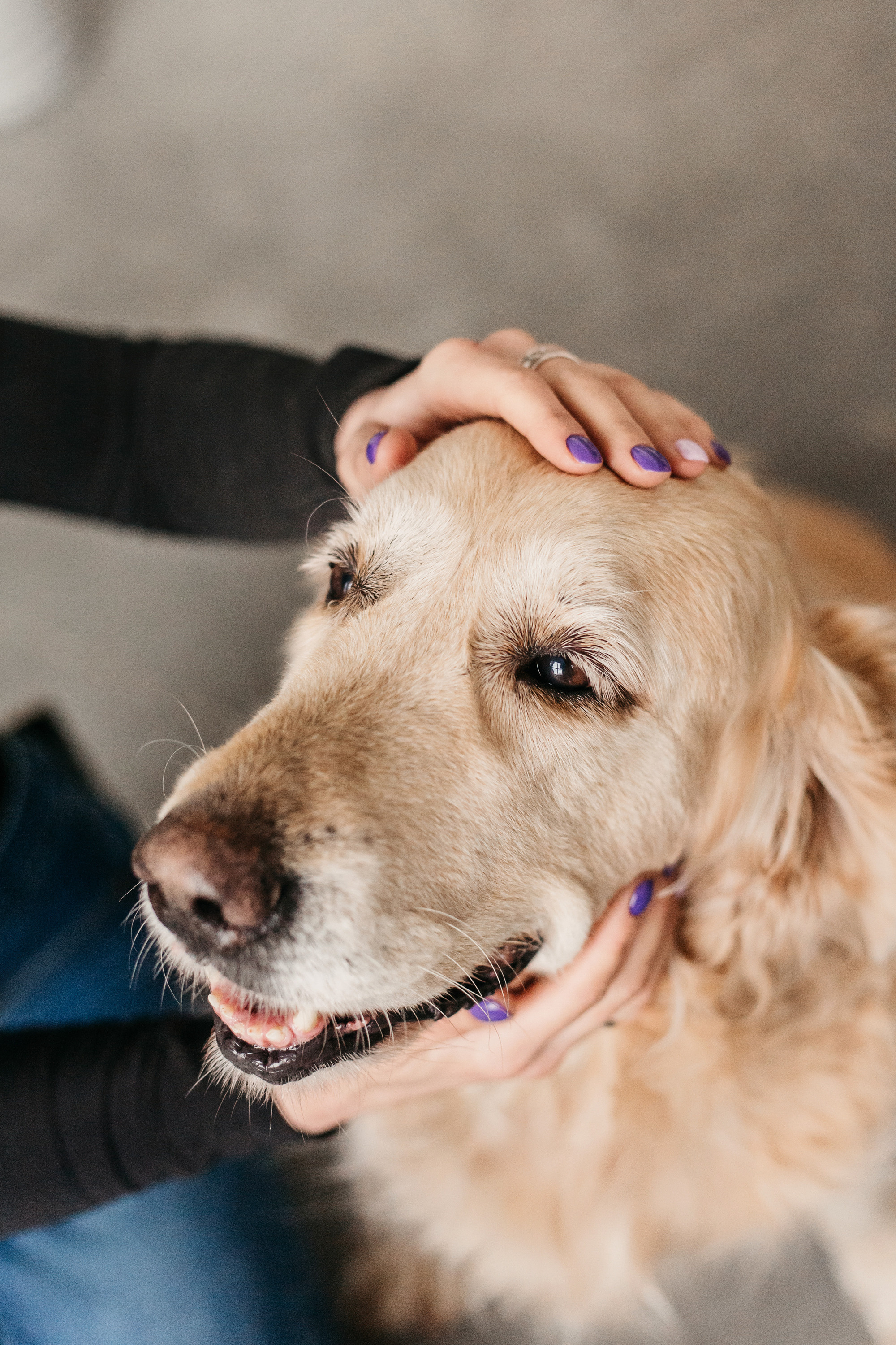 Украшения Diamond Animal. Фотограф-анималист Елена Радченко, Москва