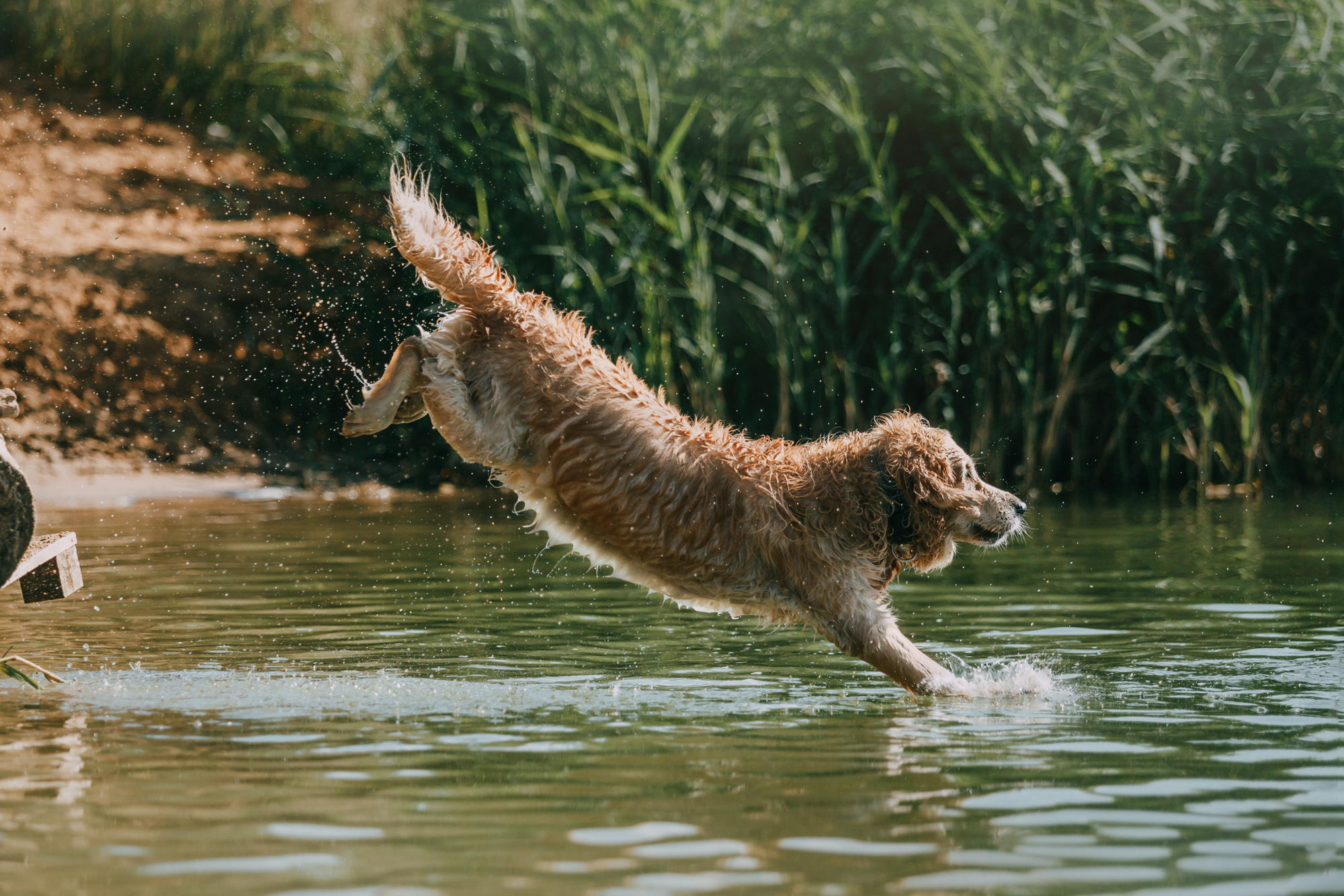 Бэлла и Альма. Фотограф-анималист Елена Радченко, Москва