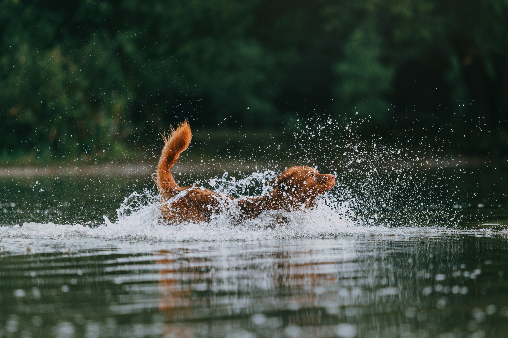 Бублик. Фотограф-анималист Елена Радченко, Москва