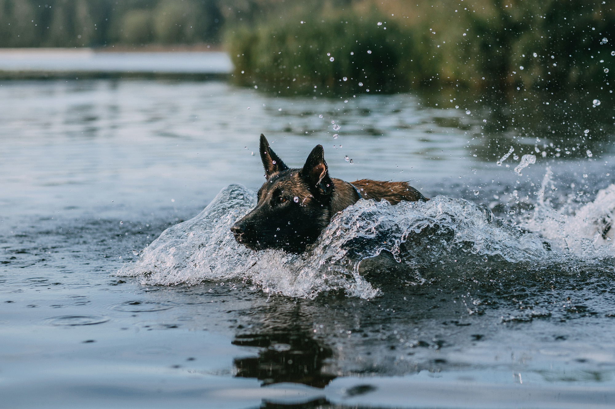 Полина и Ишка. Фотограф-анималист Елена Радченко, Москва
