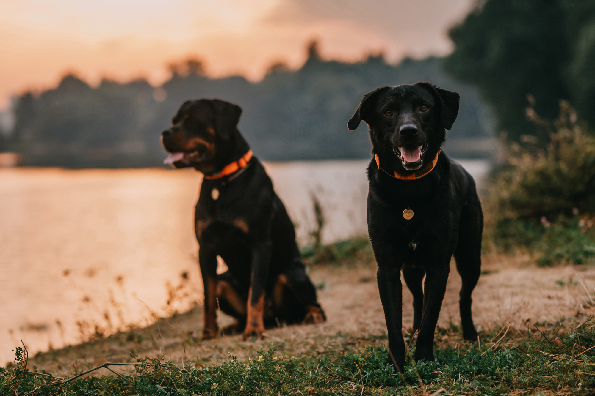 Виктория, Финн и Ливи. Фотограф-анималист Елена Радченко, Москва