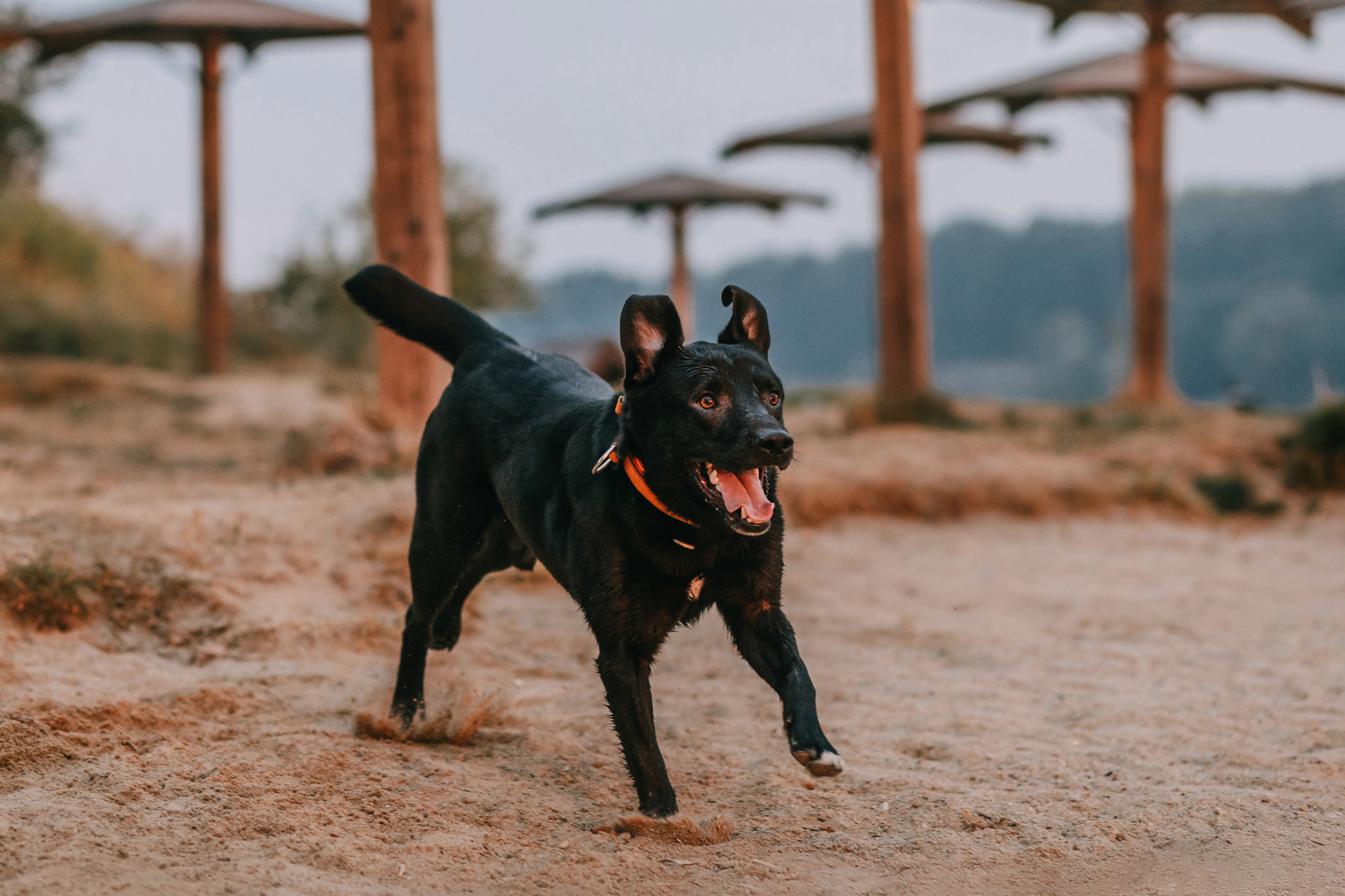 Виктория, Финн и Ливи. Фотограф-анималист Елена Радченко, Москва