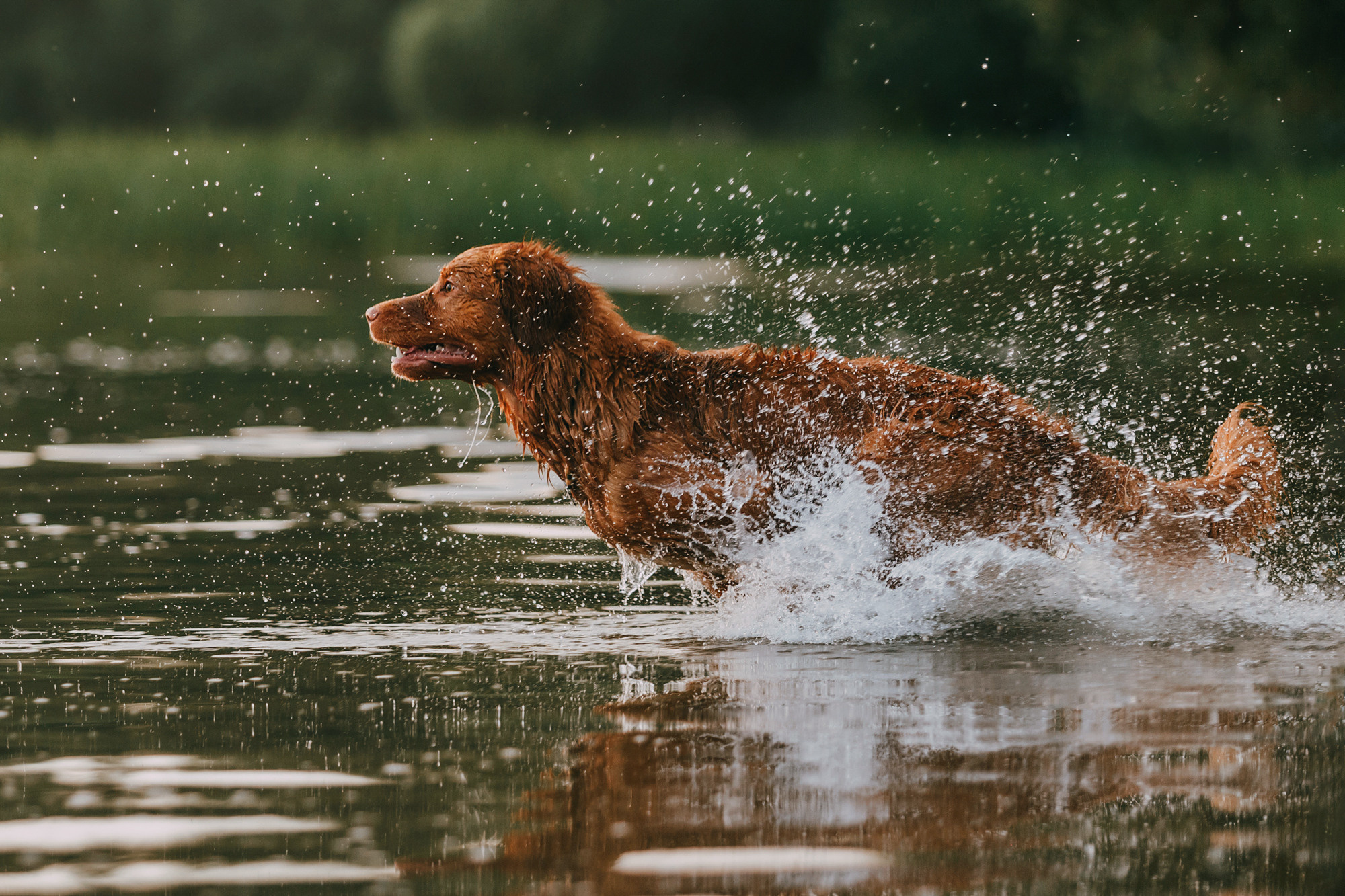 Бублик. Фотограф-анималист Елена Радченко, Москва