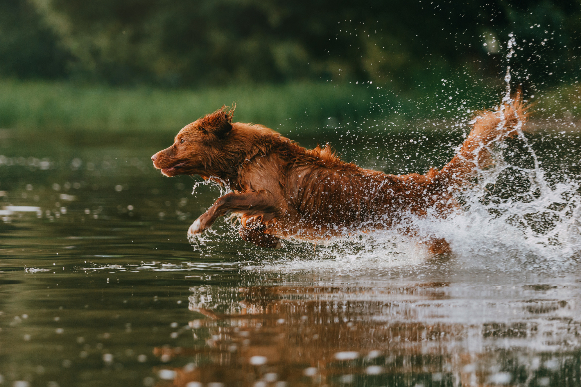 Бублик. Фотограф-анималист Елена Радченко, Москва
