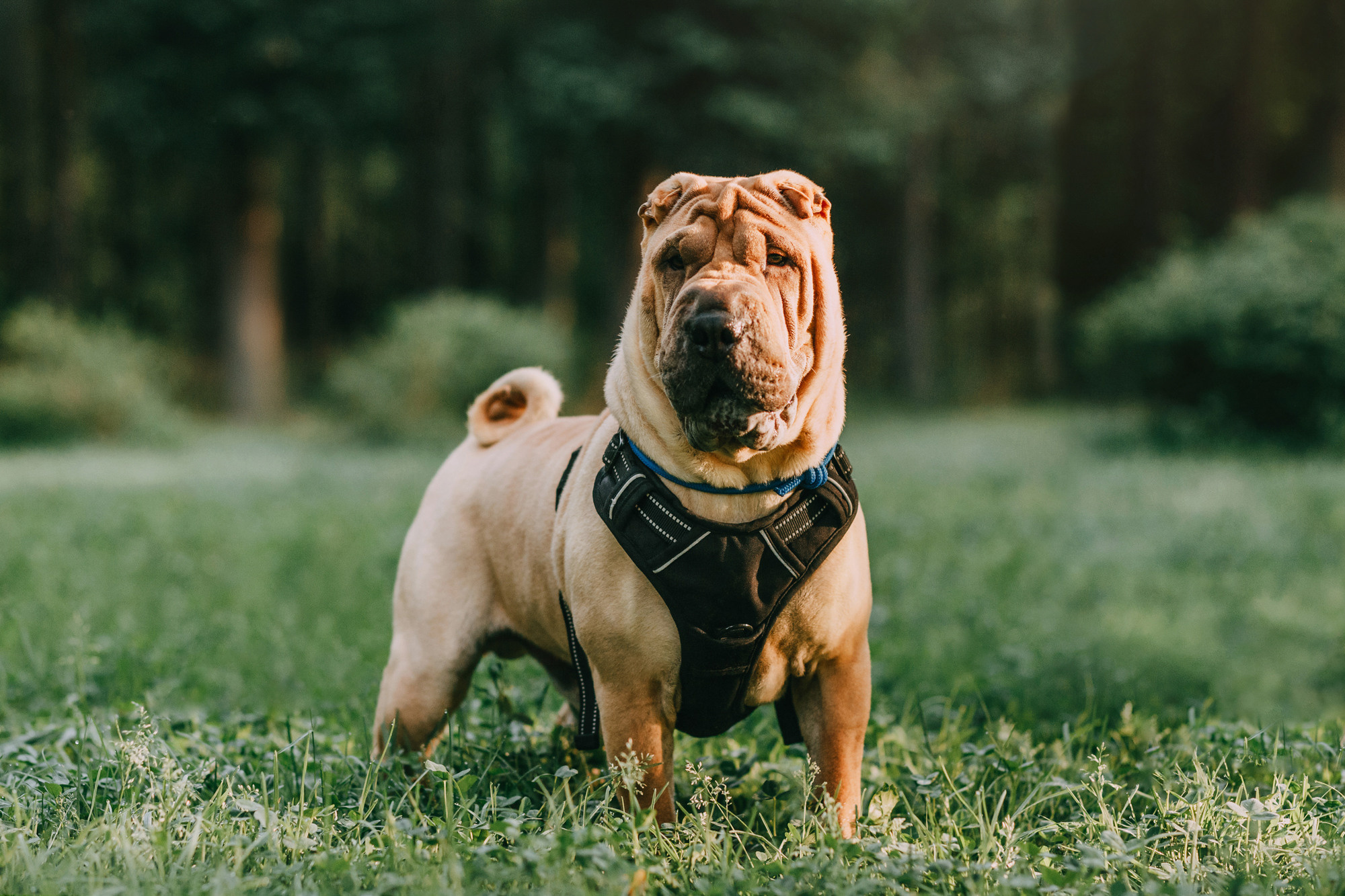 Аппа. Фотограф-анималист Елена Радченко, Москва