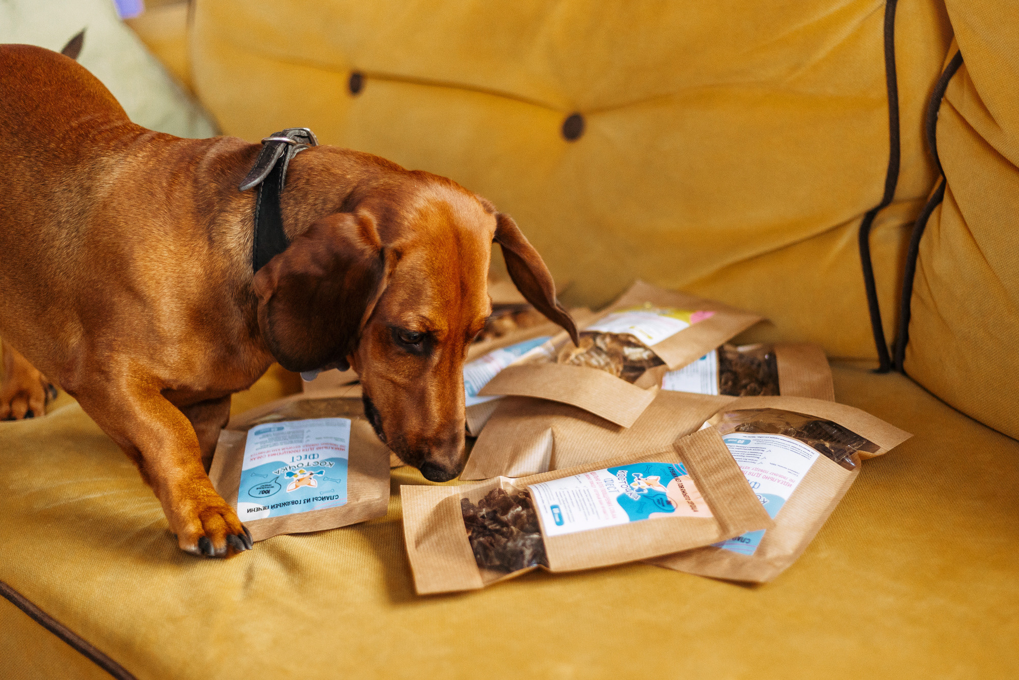 Лакомства Косточка фест. Фотограф-анималист Елена Радченко, Москва