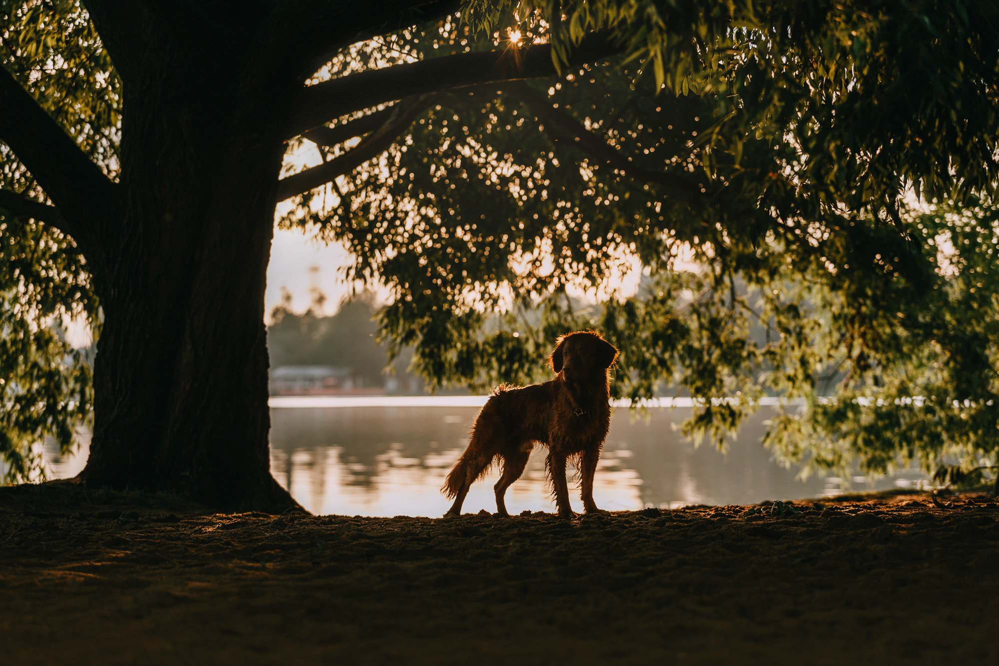 Бублик. Фотограф-анималист Елена Радченко, Москва