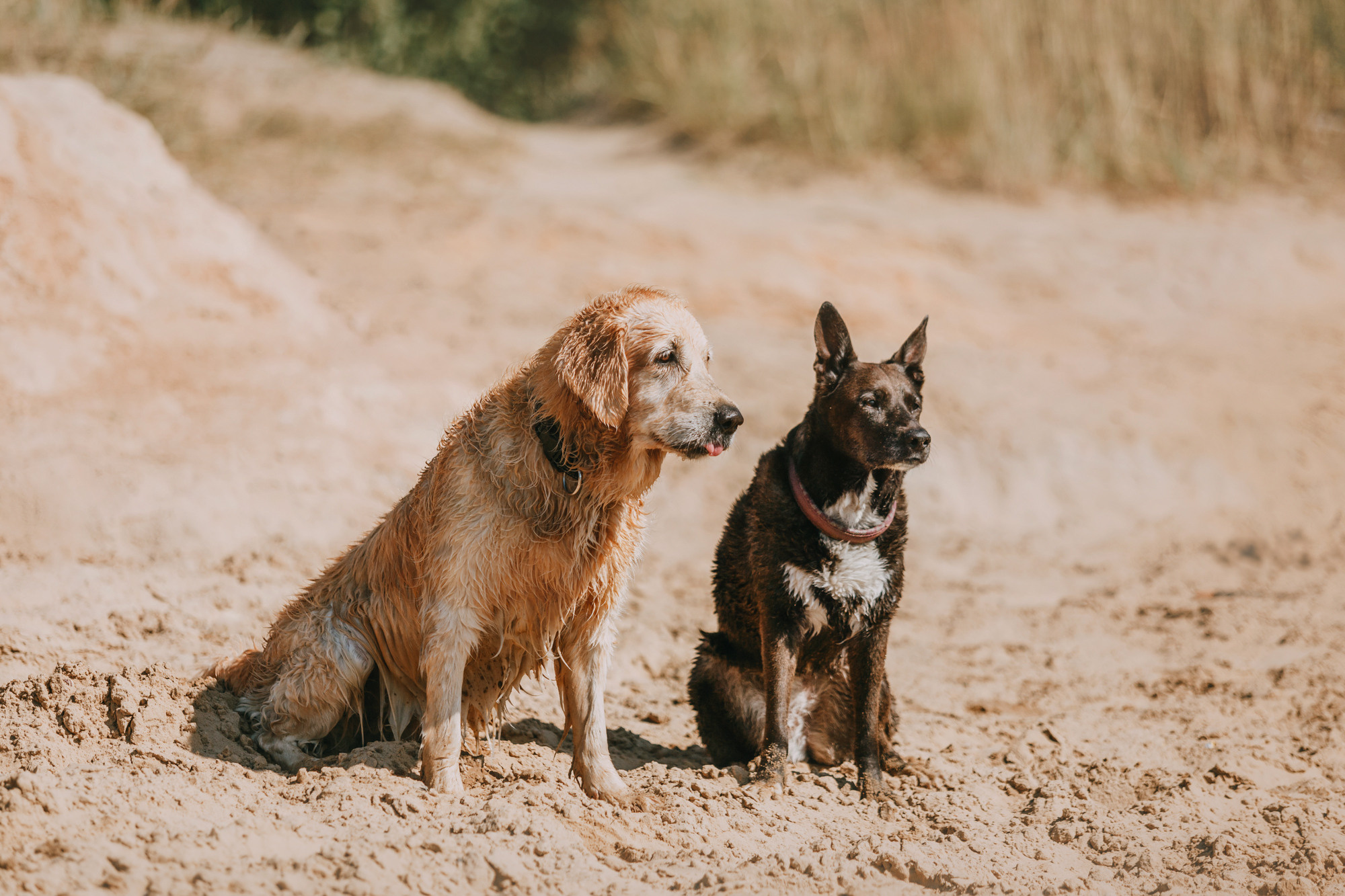 Бэлла и Альма. Фотограф-анималист Елена Радченко, Москва