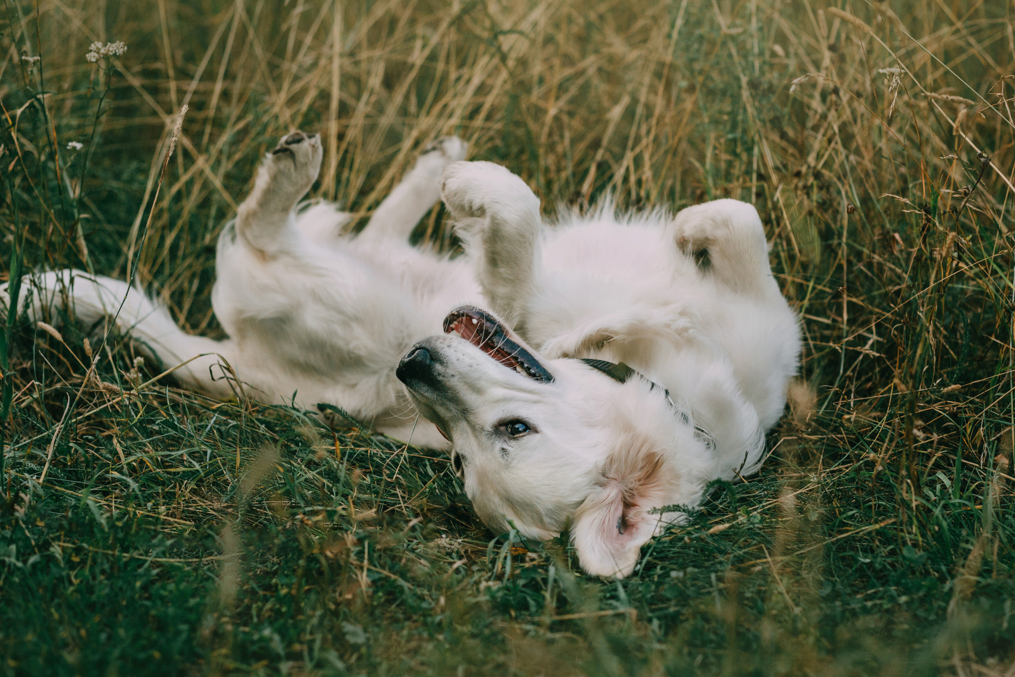 Ольга и Винни. Фотограф-анималист Елена Радченко, Москва