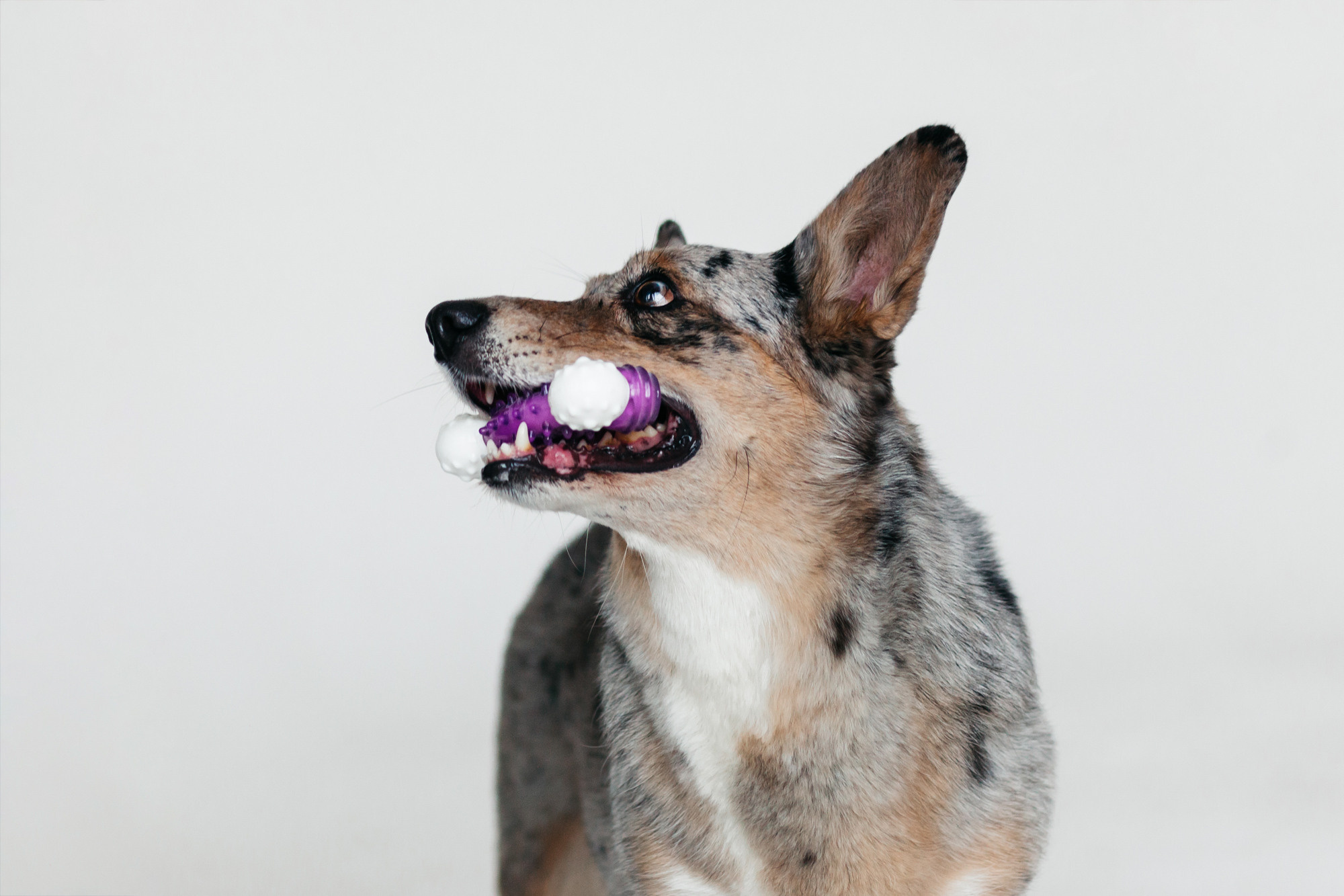 Магазин Каскад. Фотограф-анималист Елена Радченко, Москва