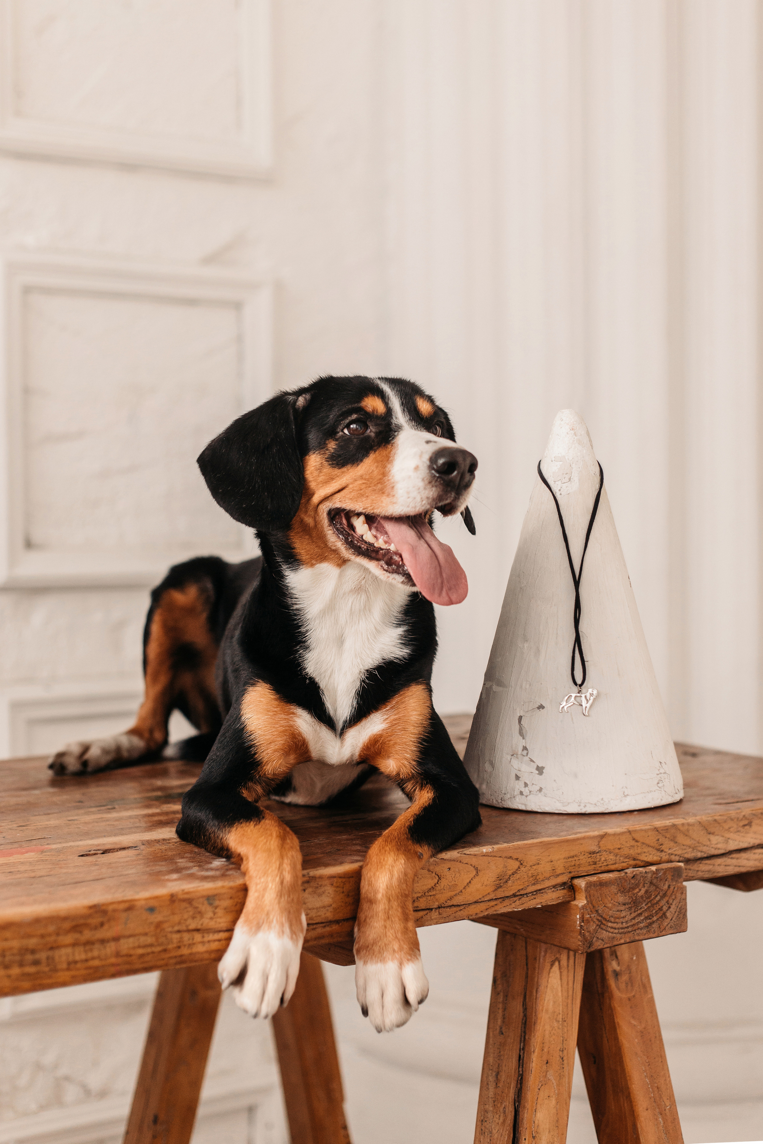 Украшения Diamond Animal. Фотограф-анималист Елена Радченко, Москва