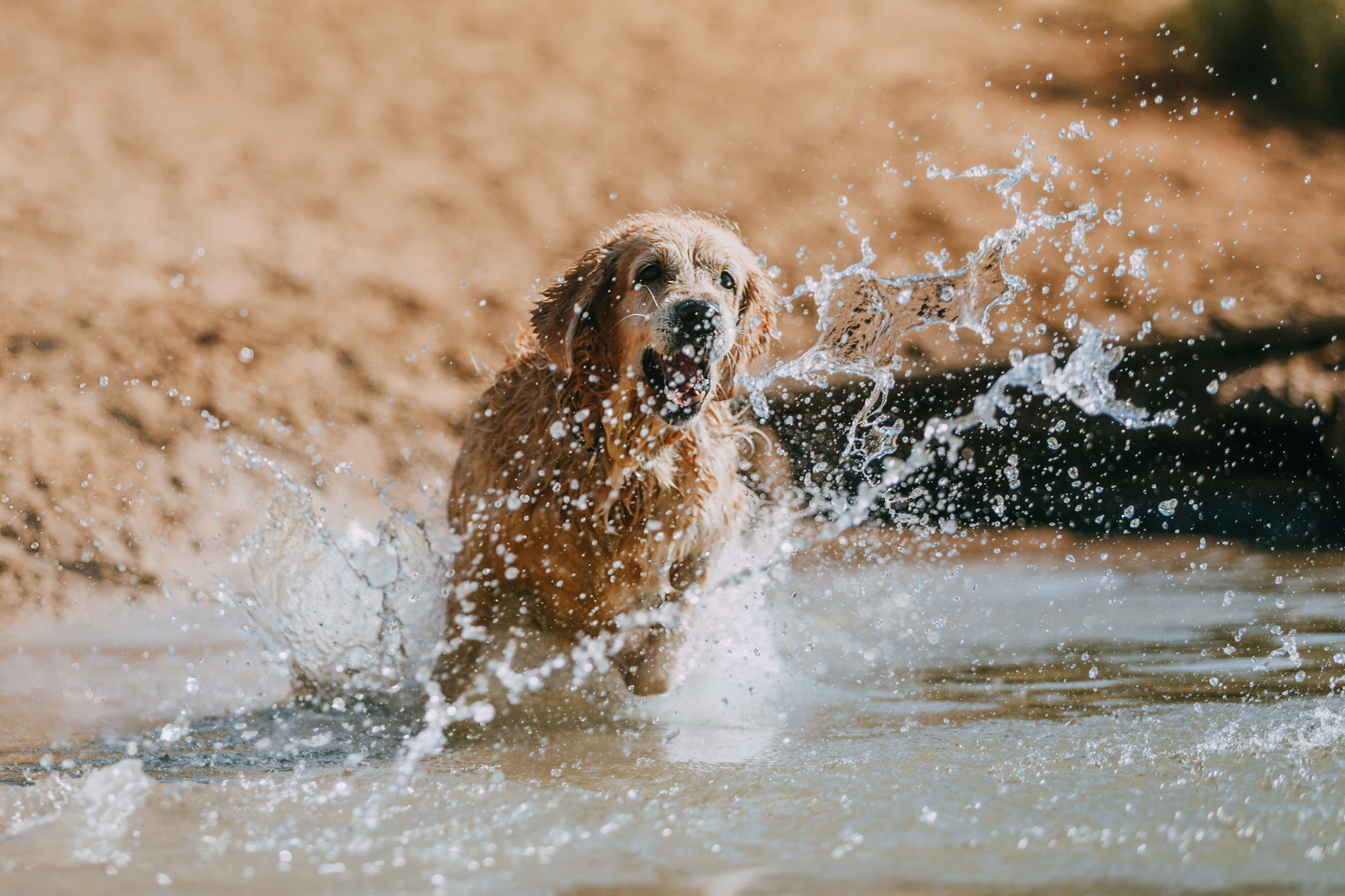Бэлла и Альма. Фотограф-анималист Елена Радченко, Москва