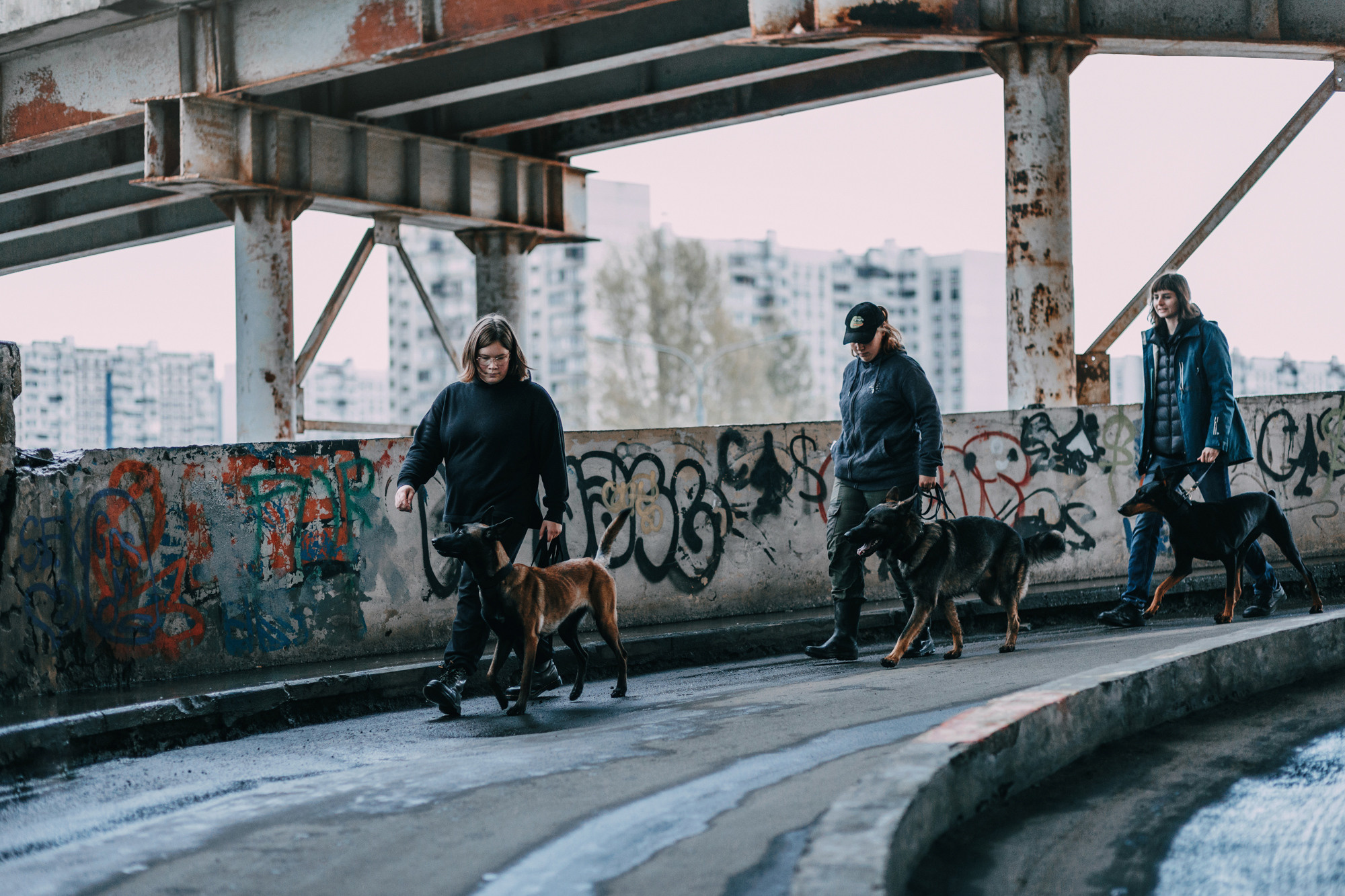 Ошейники Tame flame. Фотограф-анималист Елена Радченко, Москва