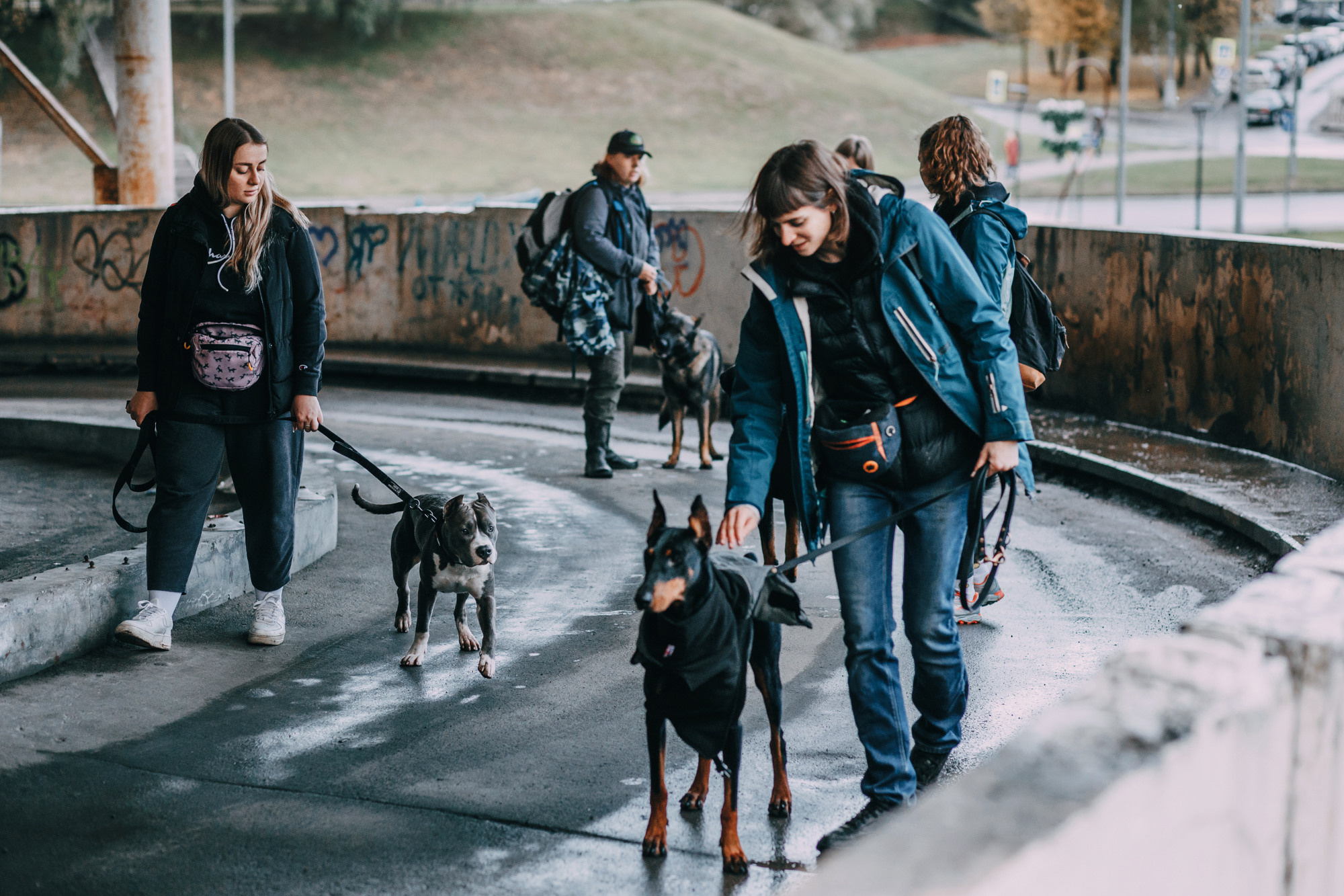 Ошейники Tame flame. Фотограф-анималист Елена Радченко, Москва