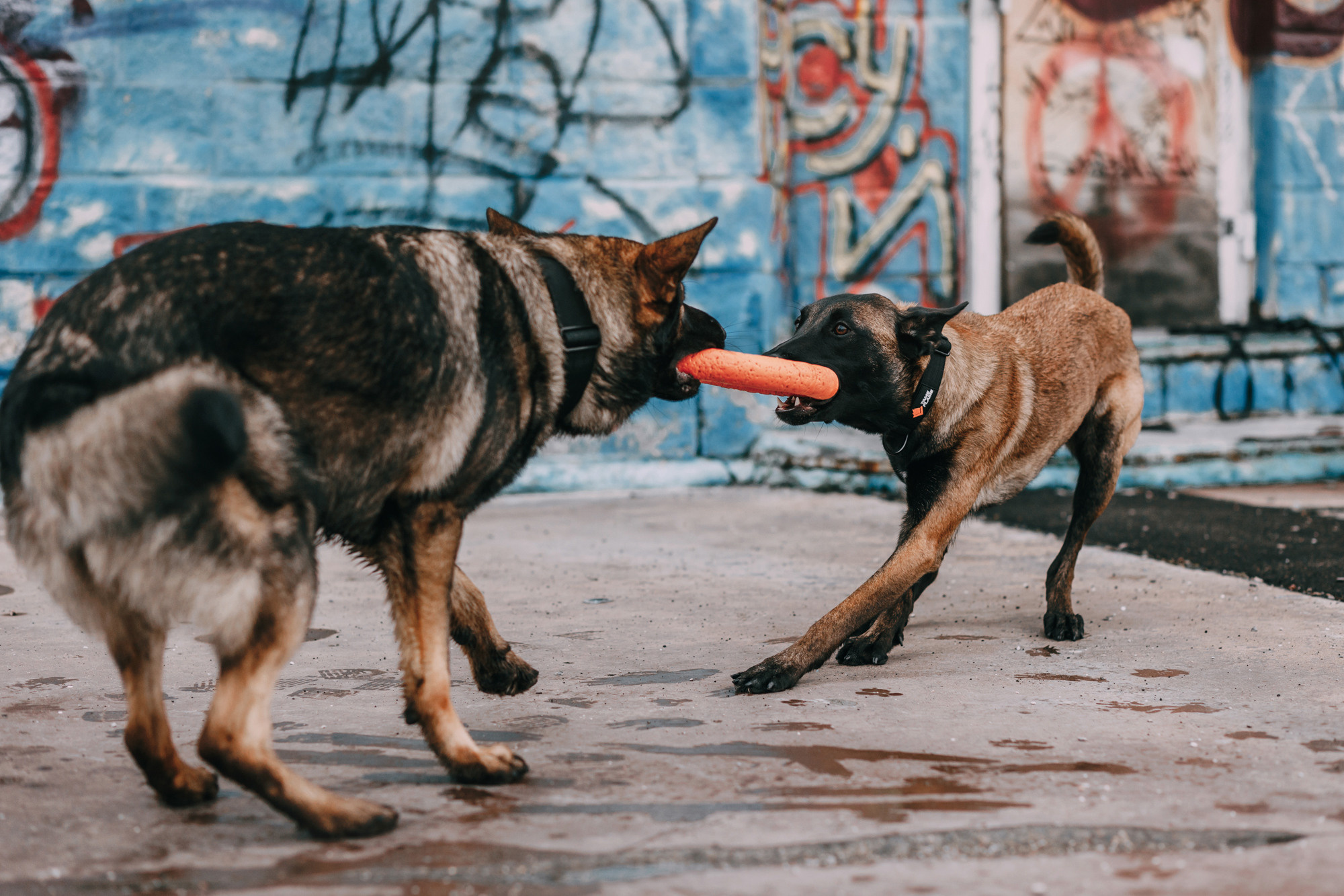 Ошейники Tame flame. Фотограф-анималист Елена Радченко, Москва