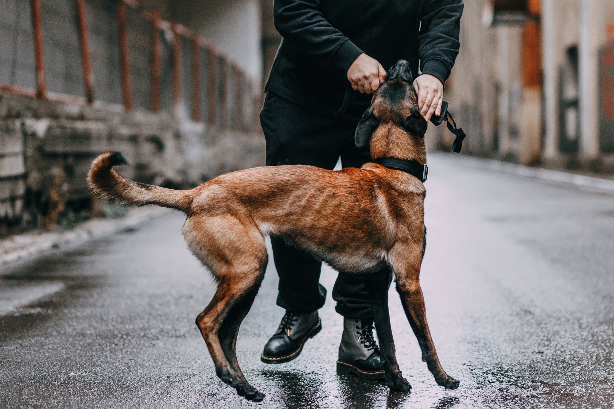 Ошейники Tame flame. Фотограф-анималист Елена Радченко, Москва
