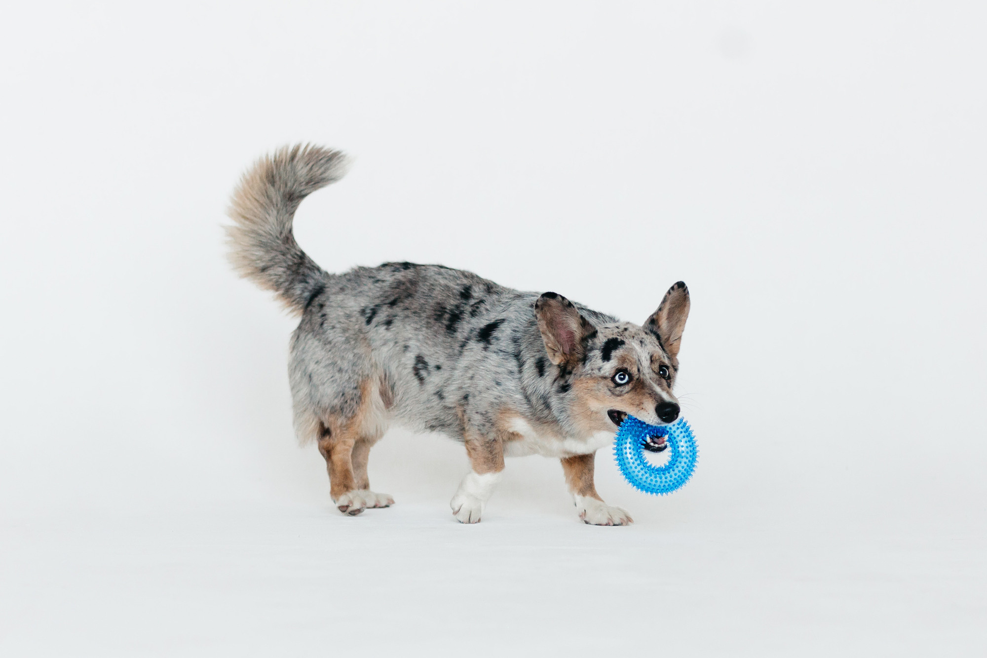 Магазин Каскад. Фотограф-анималист Елена Радченко, Москва