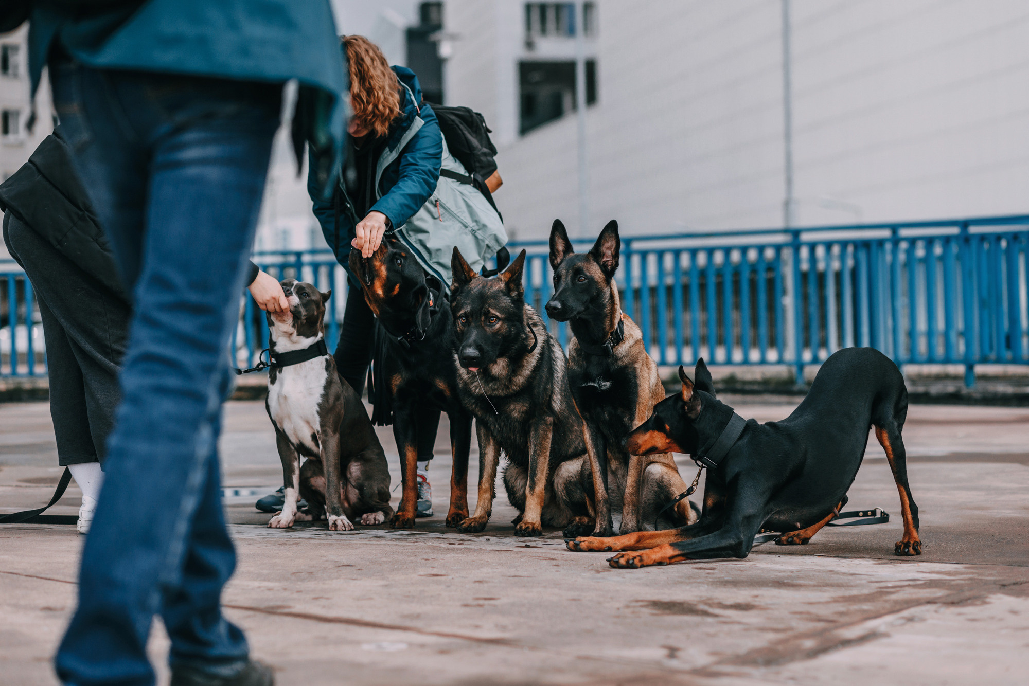 Ошейники Tame flame. Фотограф-анималист Елена Радченко, Москва