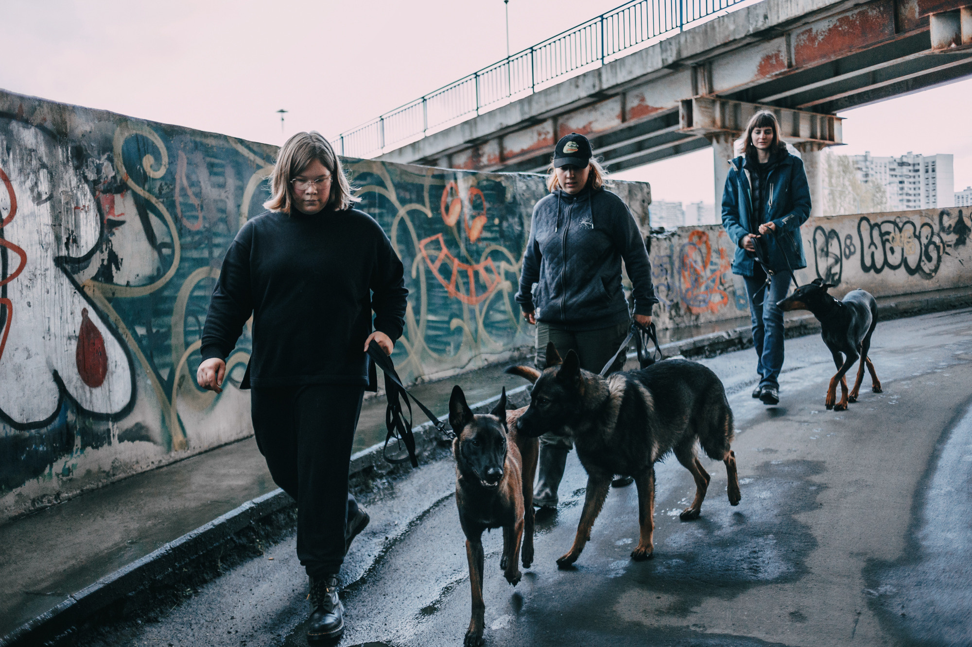 Ошейники Tame flame. Фотограф-анималист Елена Радченко, Москва