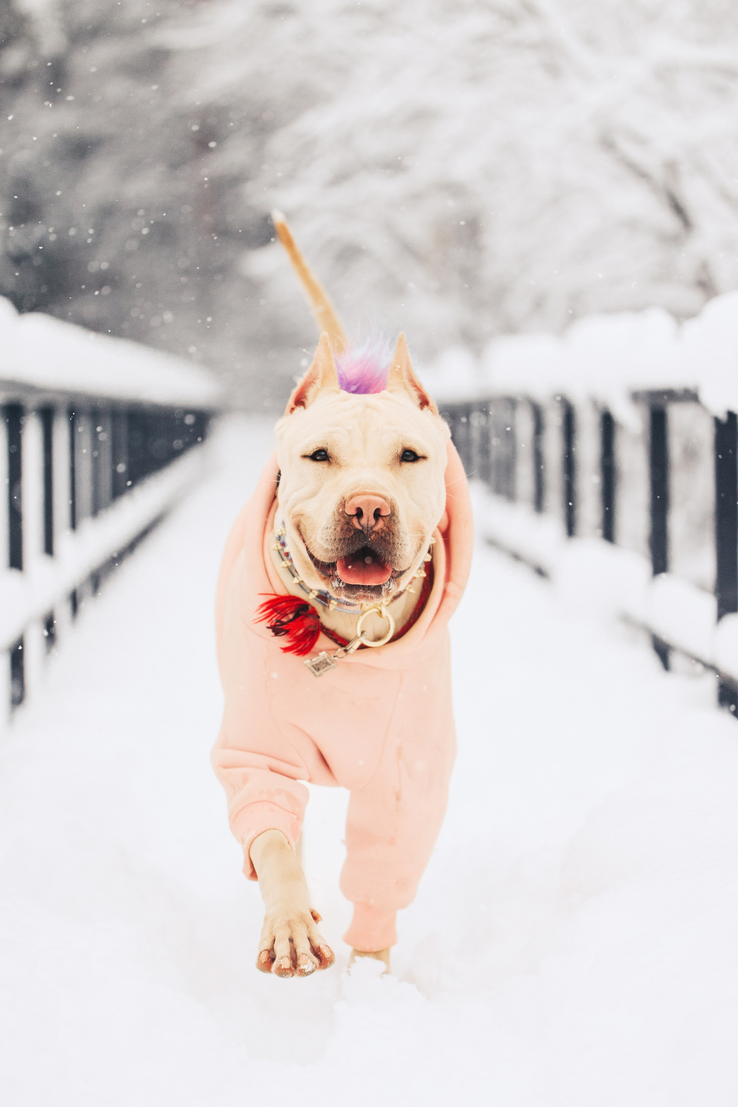 Фотопрогулки. Фотограф для людей и их питомцев Вика Шальнева