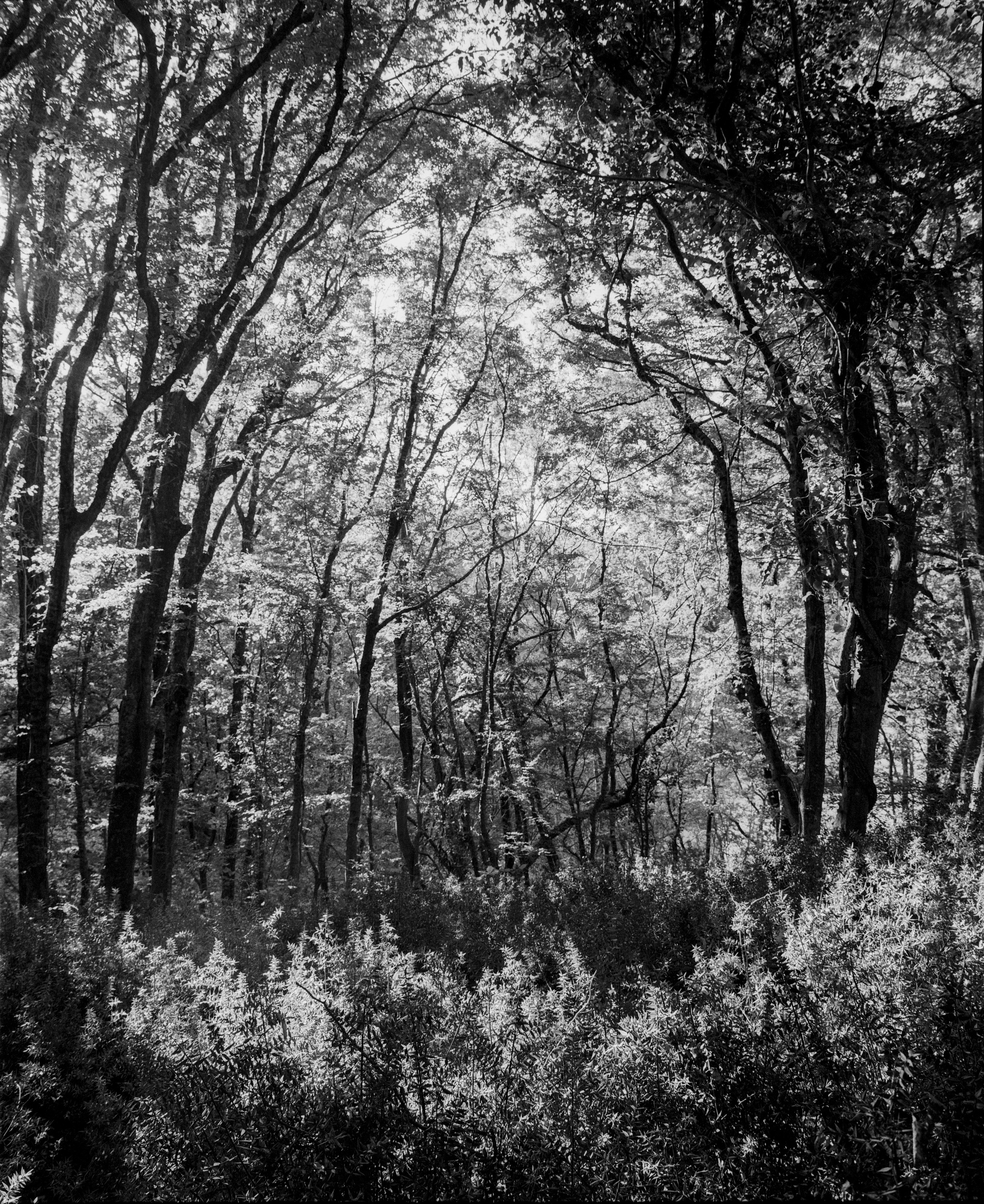 Landscape. Philipp Yelistratov