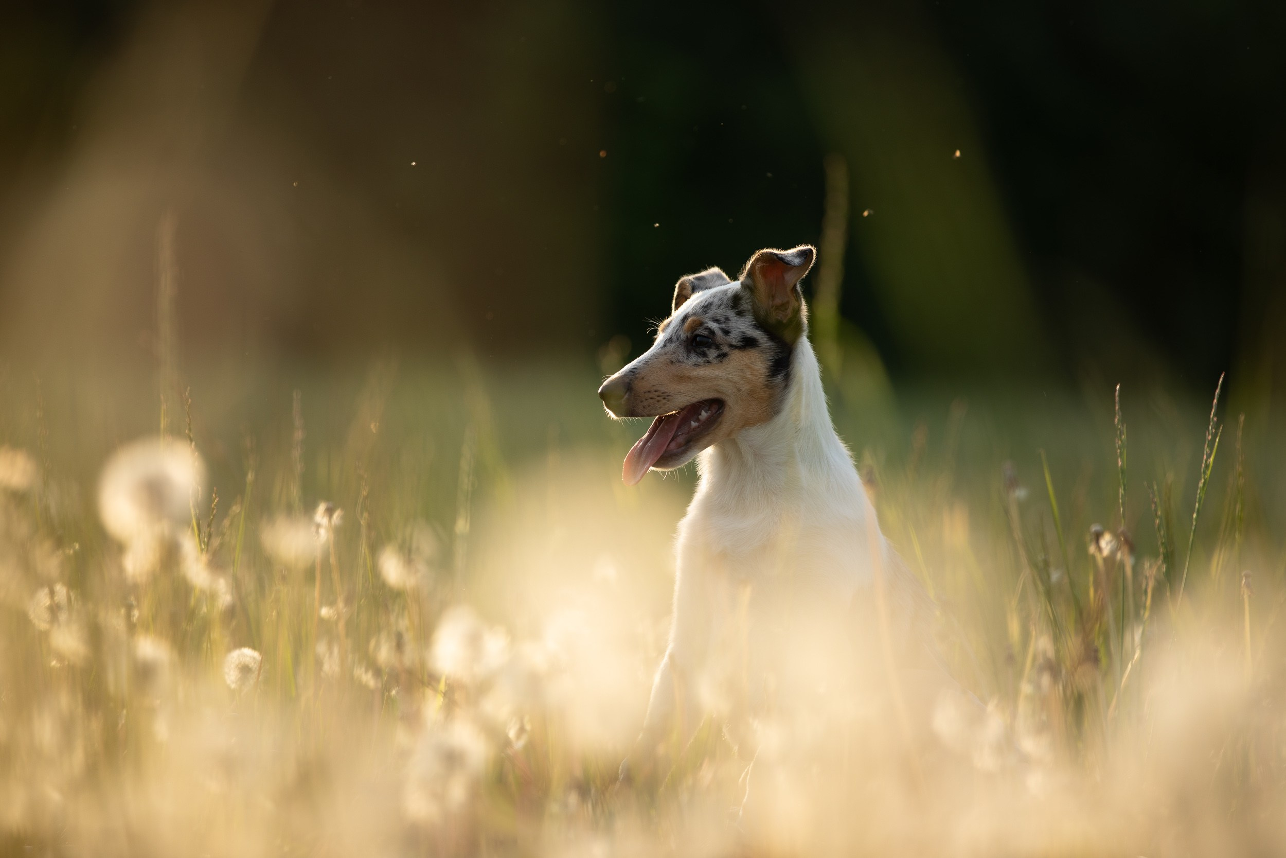 Щенок короткошерстной колли в 3 месяца на прогулке в поле. Фотограф-анималист в Москве и Московской области Татьяна Фролова
