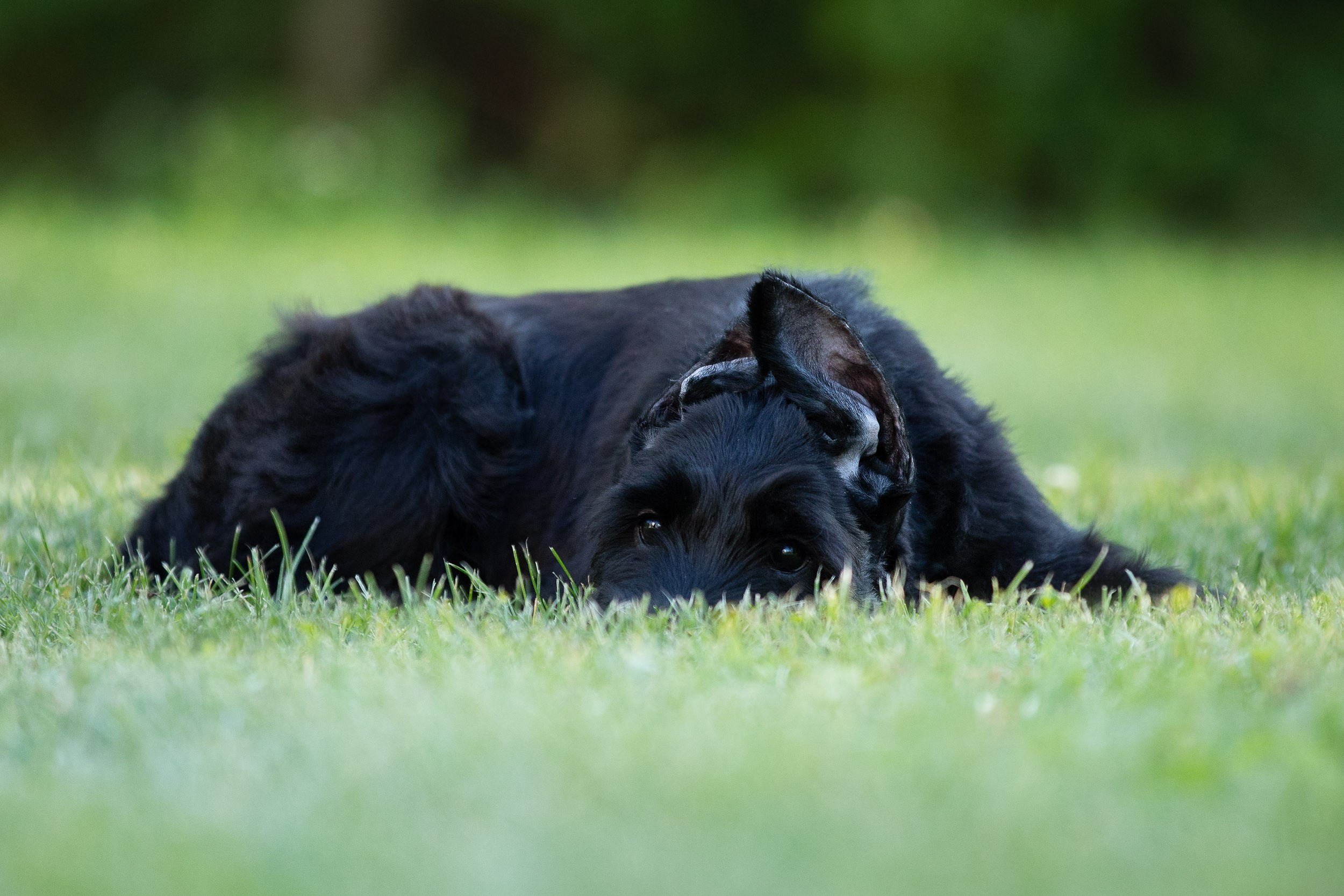 Уличная съемка щенков ризеншнауцера. Фотограф-анималист в Москве и Московской области Татьяна Фролова
