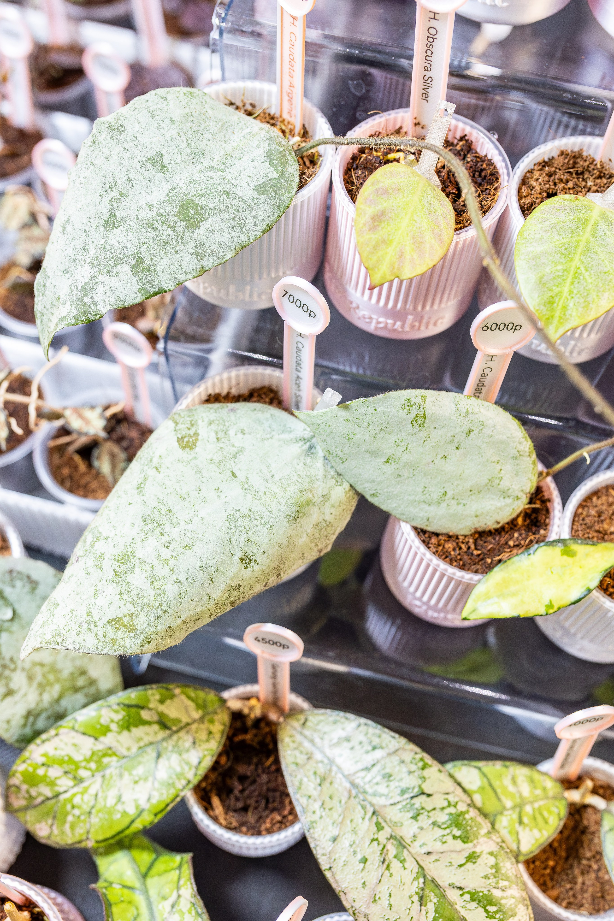 Монстериум апрель 2026. Александра Куликова фотограф, Москва