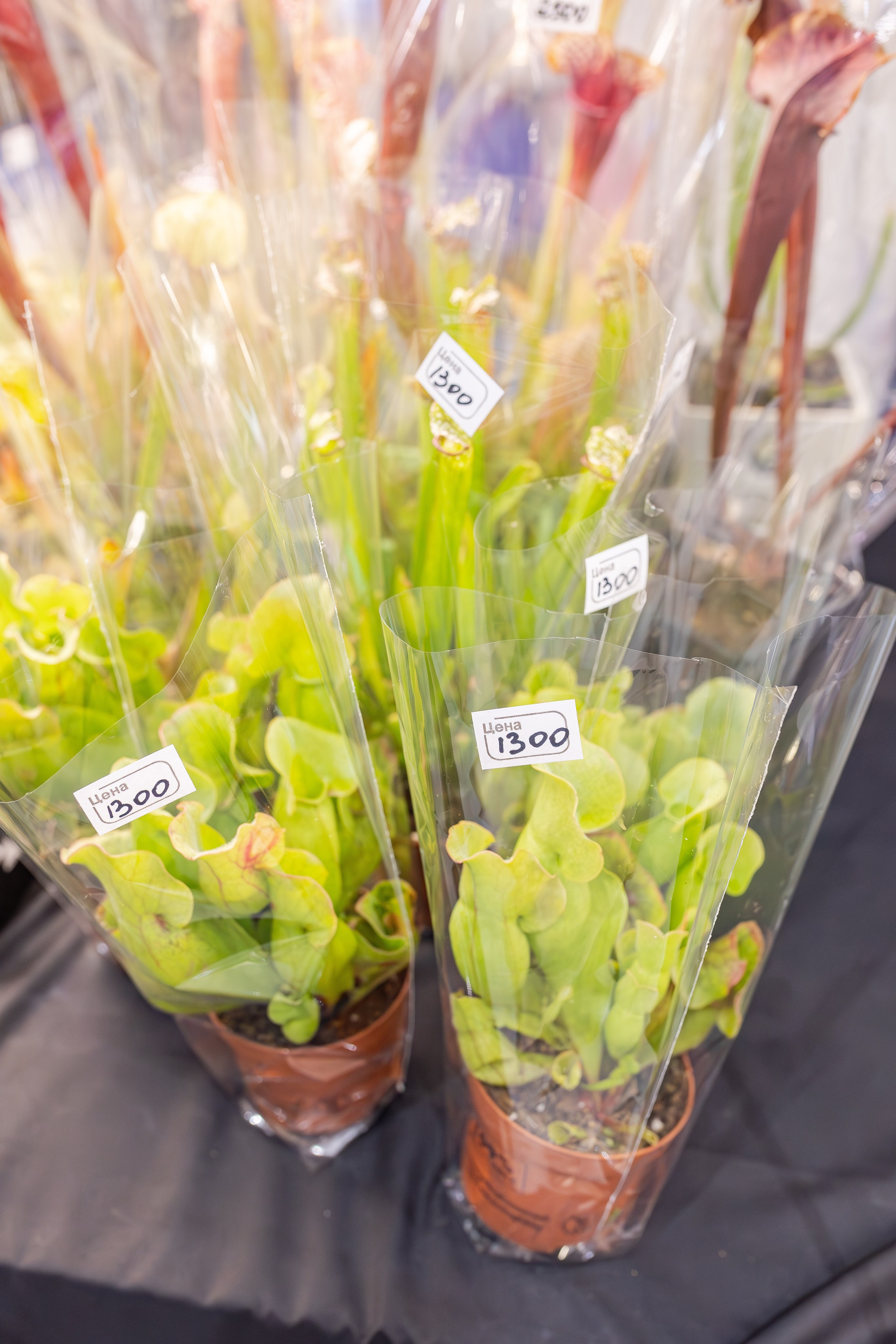 Монстериум апрель 2026. Александра Куликова фотограф, Москва