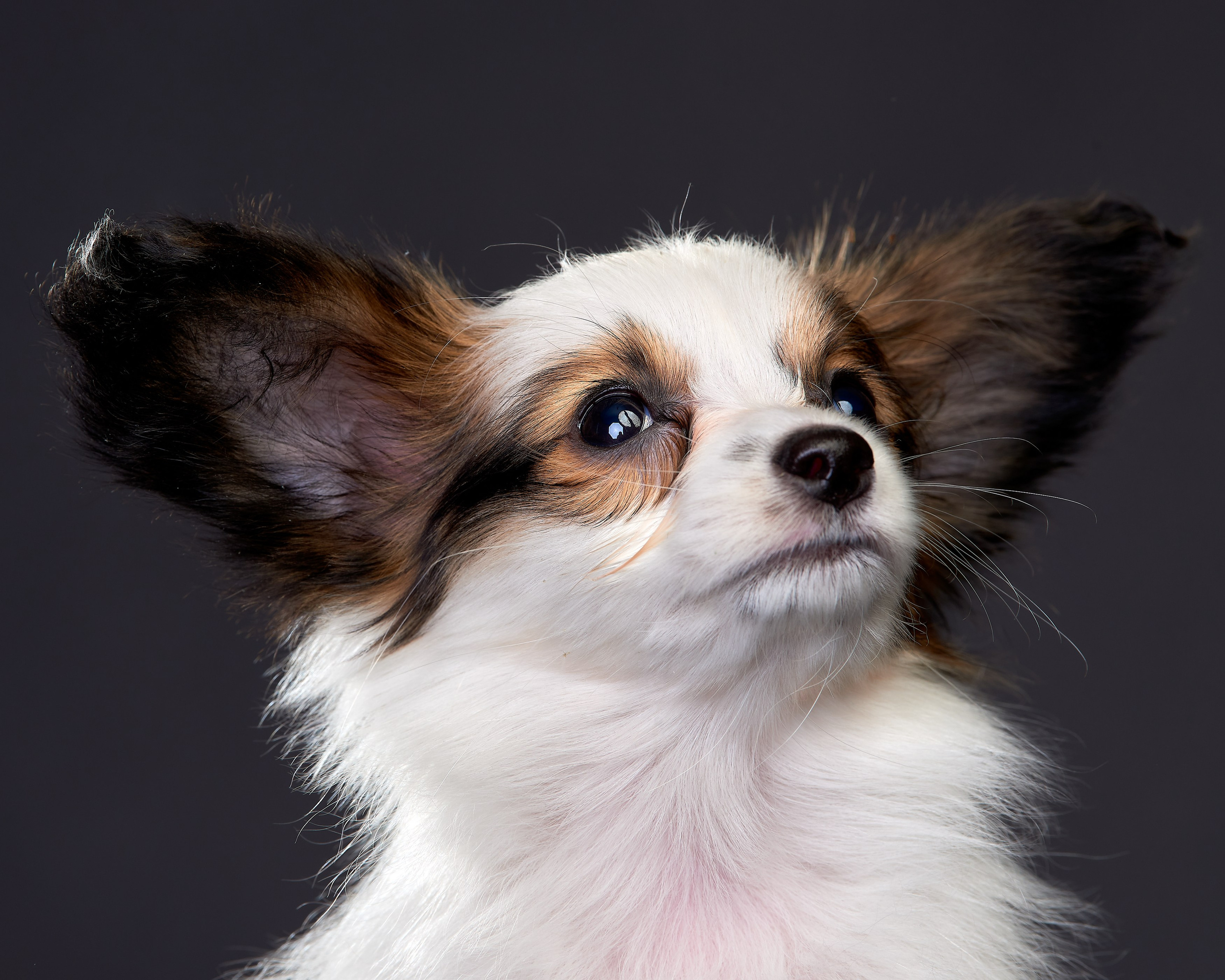 Фотосъемка животных