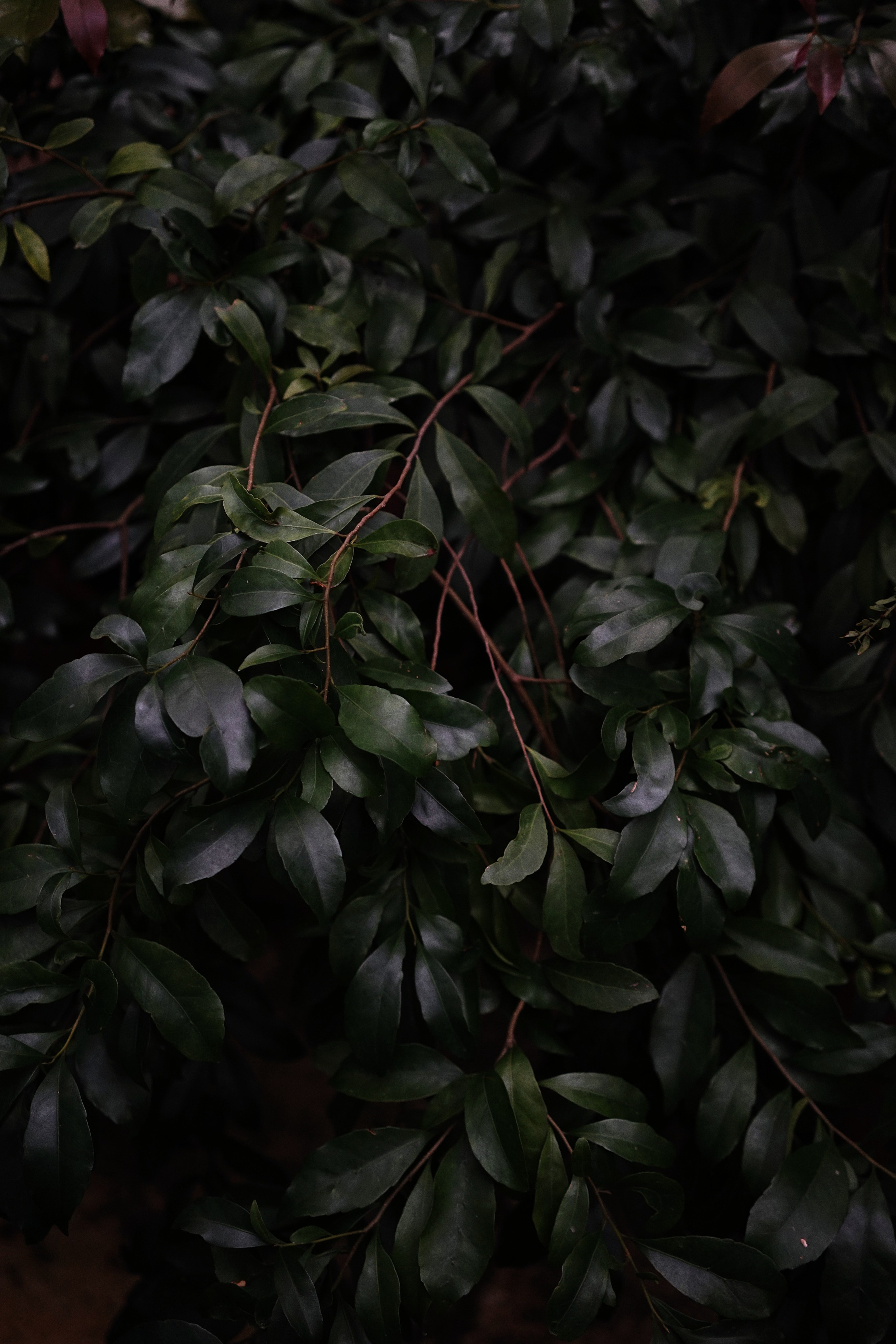 Nature. Ксения Копна. Фотограф из Санкт-Петербурга