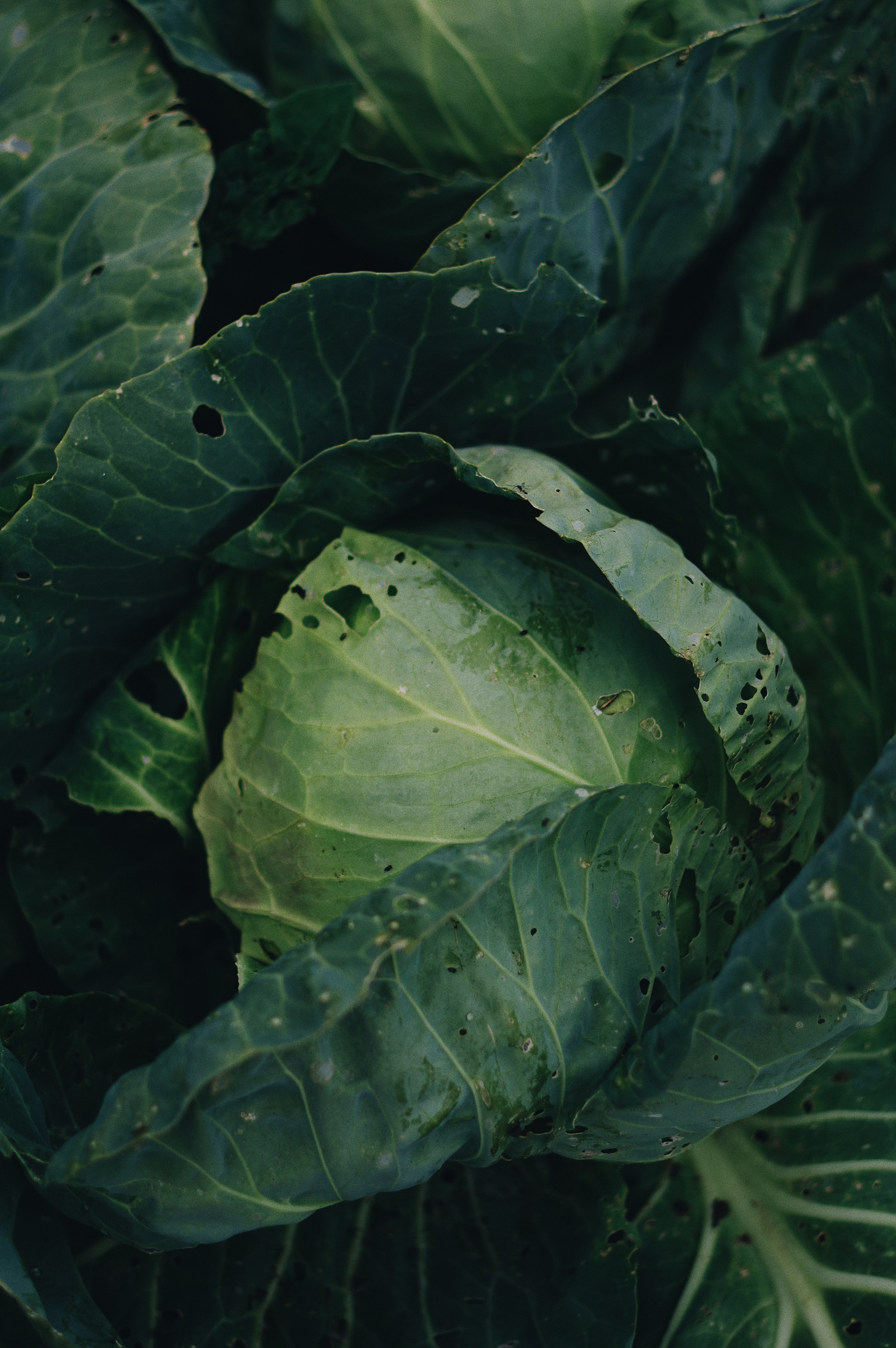 Nature. Ксения Копна. Фотограф из Санкт-Петербурга