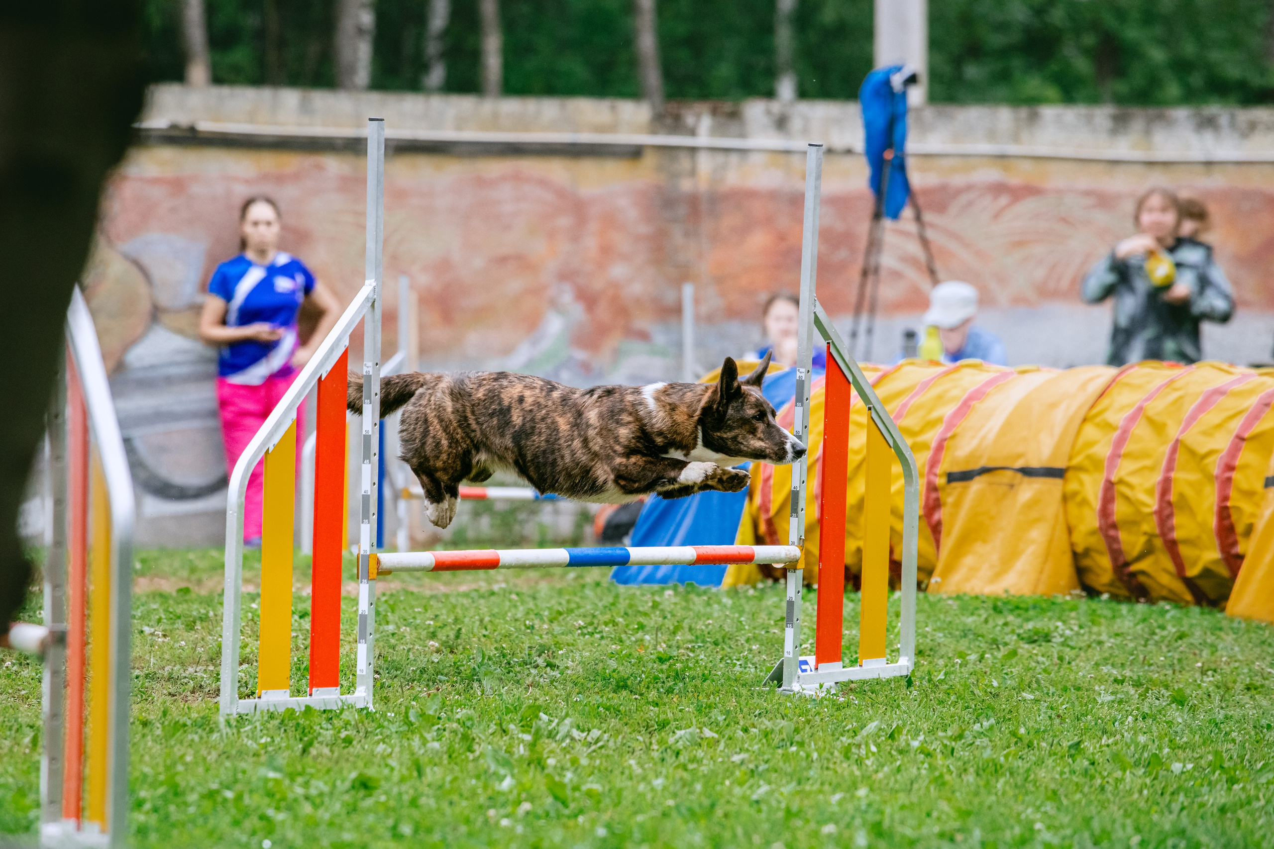 Соревнования по аджилити Долгопрудный 30.06.2025. Фотограф-анималист Татьяна Степанова