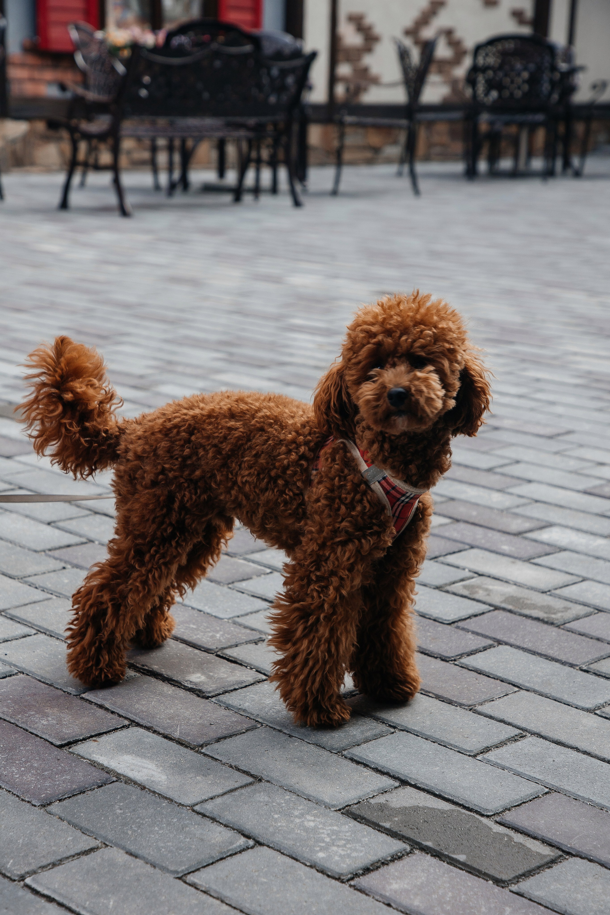 Гульшат и Милана. Фотограф Денис Лесковский (Тюмень)