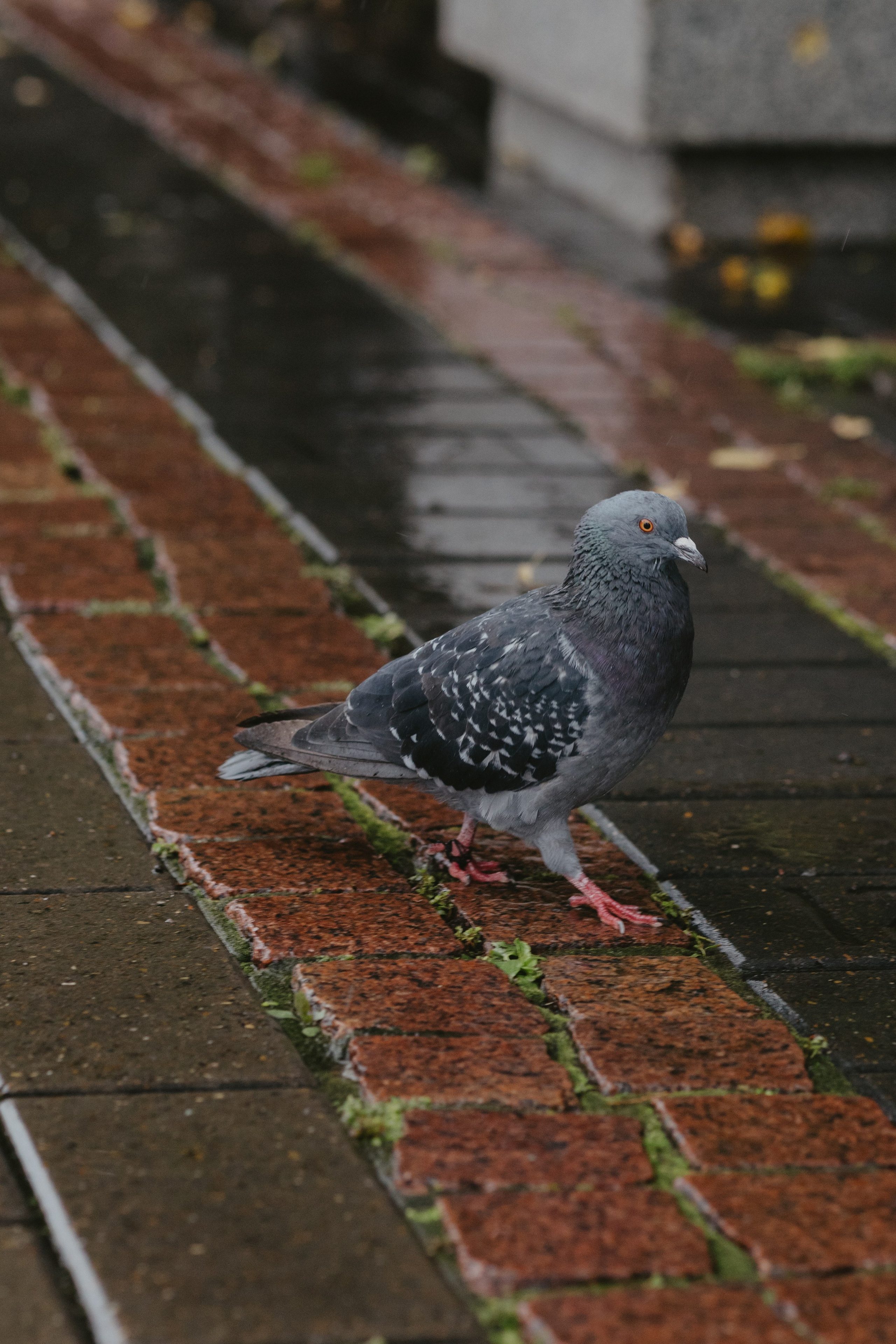 Дождливый Нижний Новгород. Фотограф Эльмира Лин